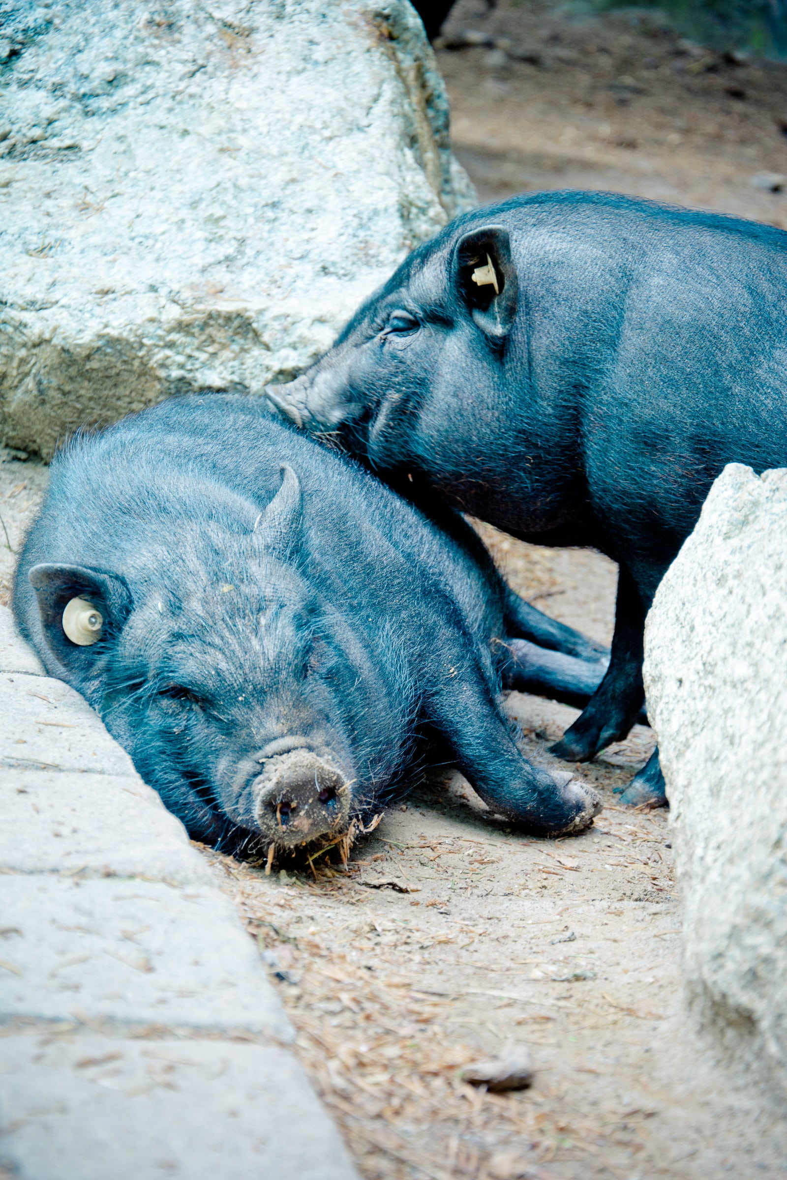two animals, sow, nature, zoo, snuggle, animal themes, resting, rock - object, pot bellied pig, pig, sleeping, group of animals, relaxation, rock, close-up, Phone HD Wallpaper