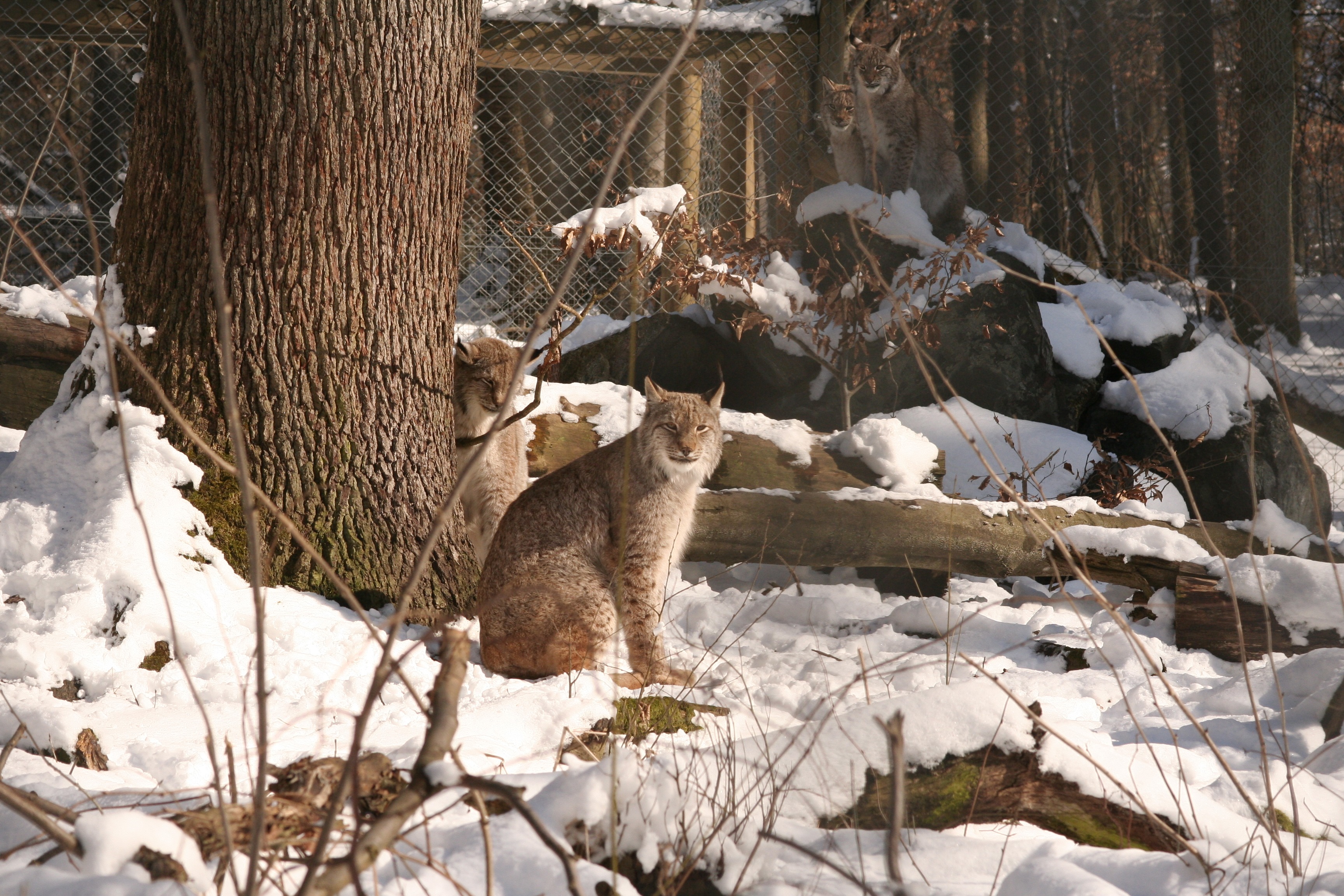 mammal, mammals, animal, animals, cat, halbwüchsig, day, 2K, animal themes, cold temperature, land, lynx lynx, animals in the wild, tree trunk, no people, HD Wallpaper
