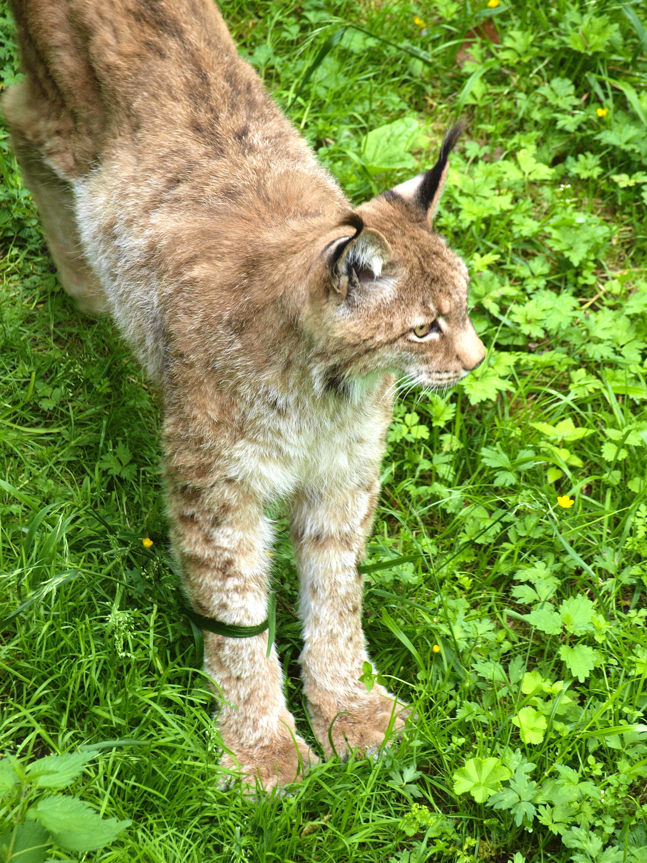 land, day, vertebrate, one animal, animal head, domestic cat, mammal, carnivores, mammals, wildcat, cat, predator, no people, big cat, lynx, hunter, wild animal, Phone HD Wallpaper