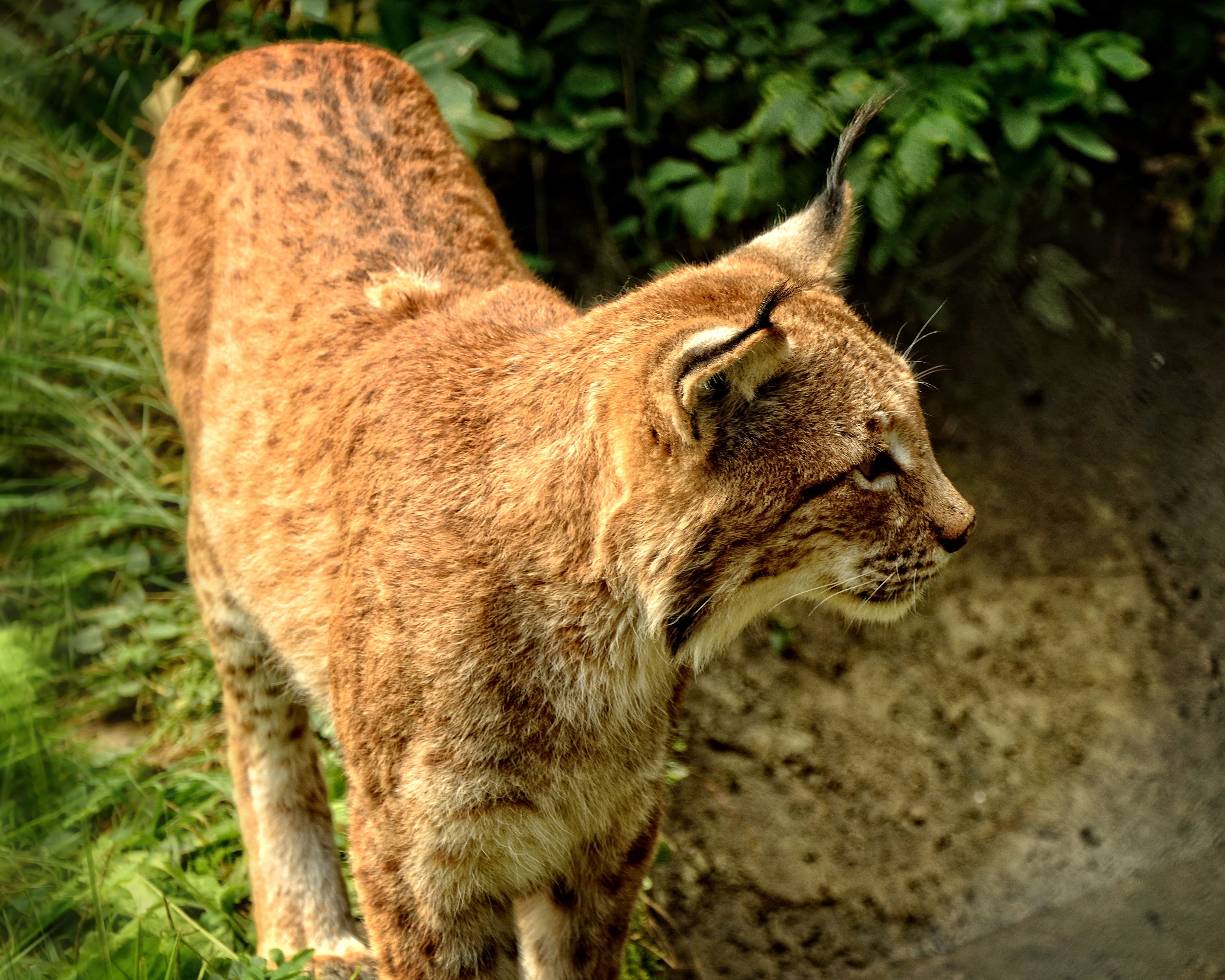 profile view, animal wildlife, animal head, lynx, predator, pets, close-up, animals in the wild, wild animals, animal portrait, wild, lion - feline, focus on foreground, HD Wallpaper