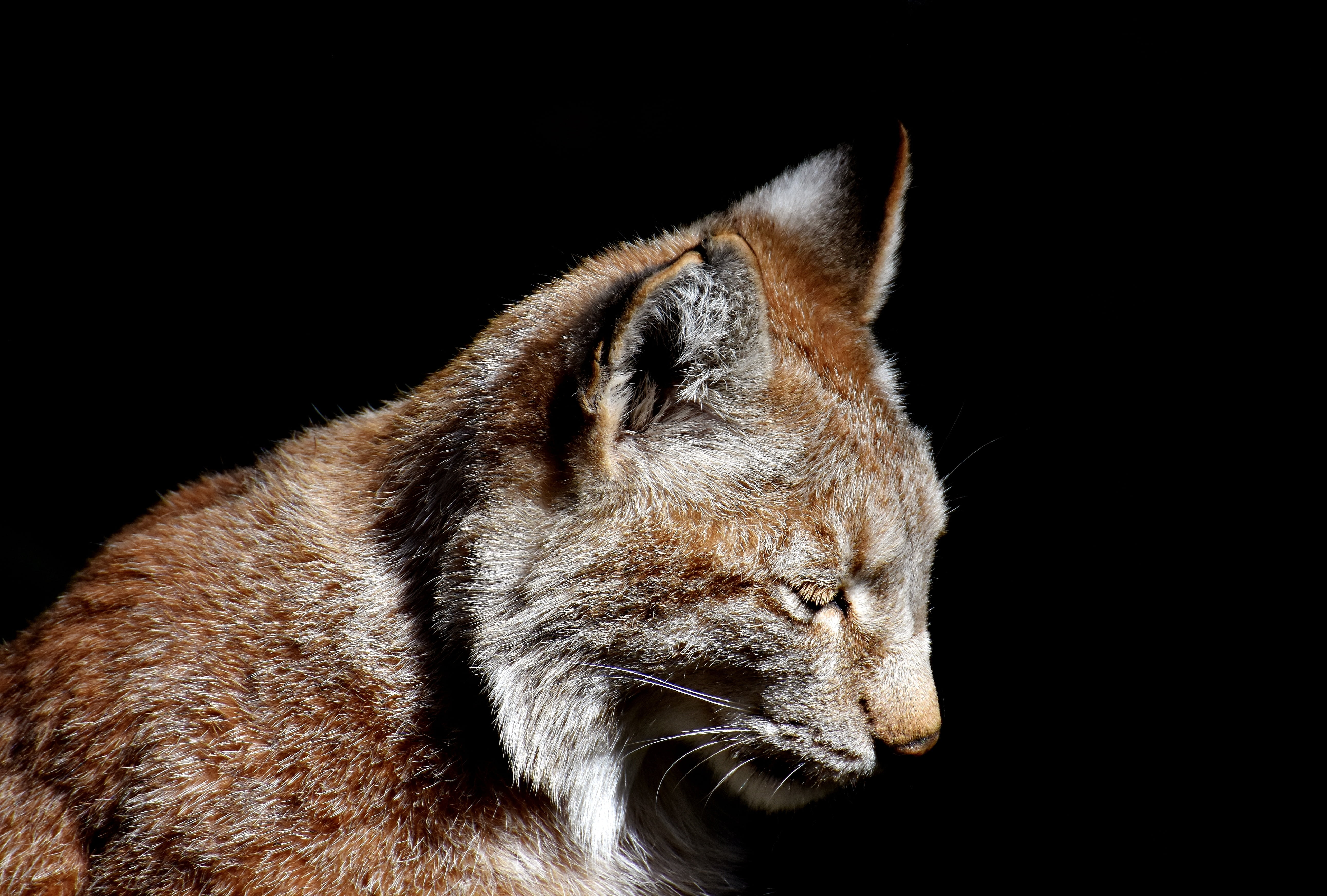 one animal, profile view, wildlife photography, lynx, mammals, night, animal head, vertebrate, animal portrait, domestic cat, whisker, animal themes, black, HD Wallpaper