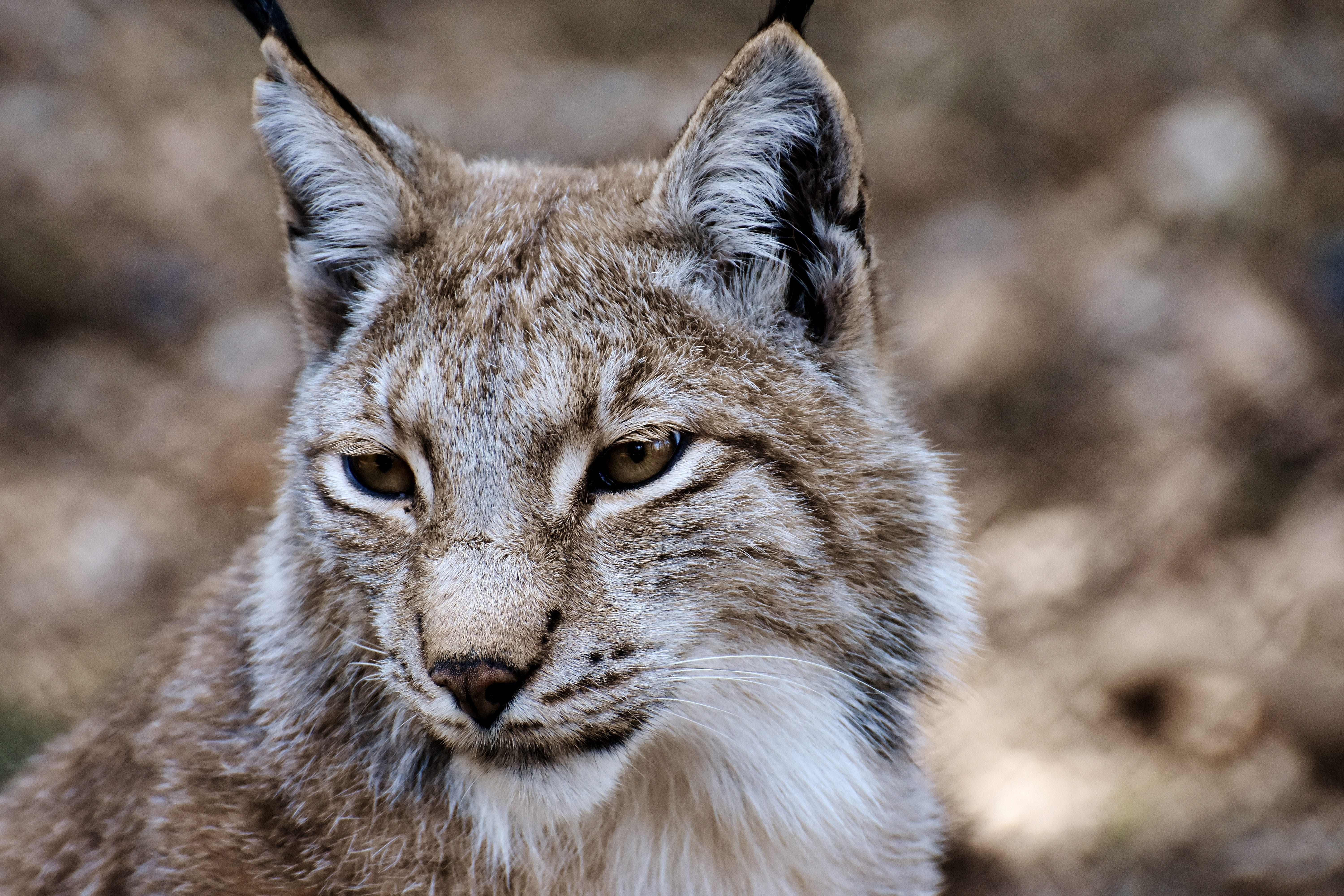 animal body part, vertebrate, cat, wildlife photography, outdoors, yellow eyes, photo, predator, wild, carnivores, no people, animals in the wild, day, HD Wallpaper