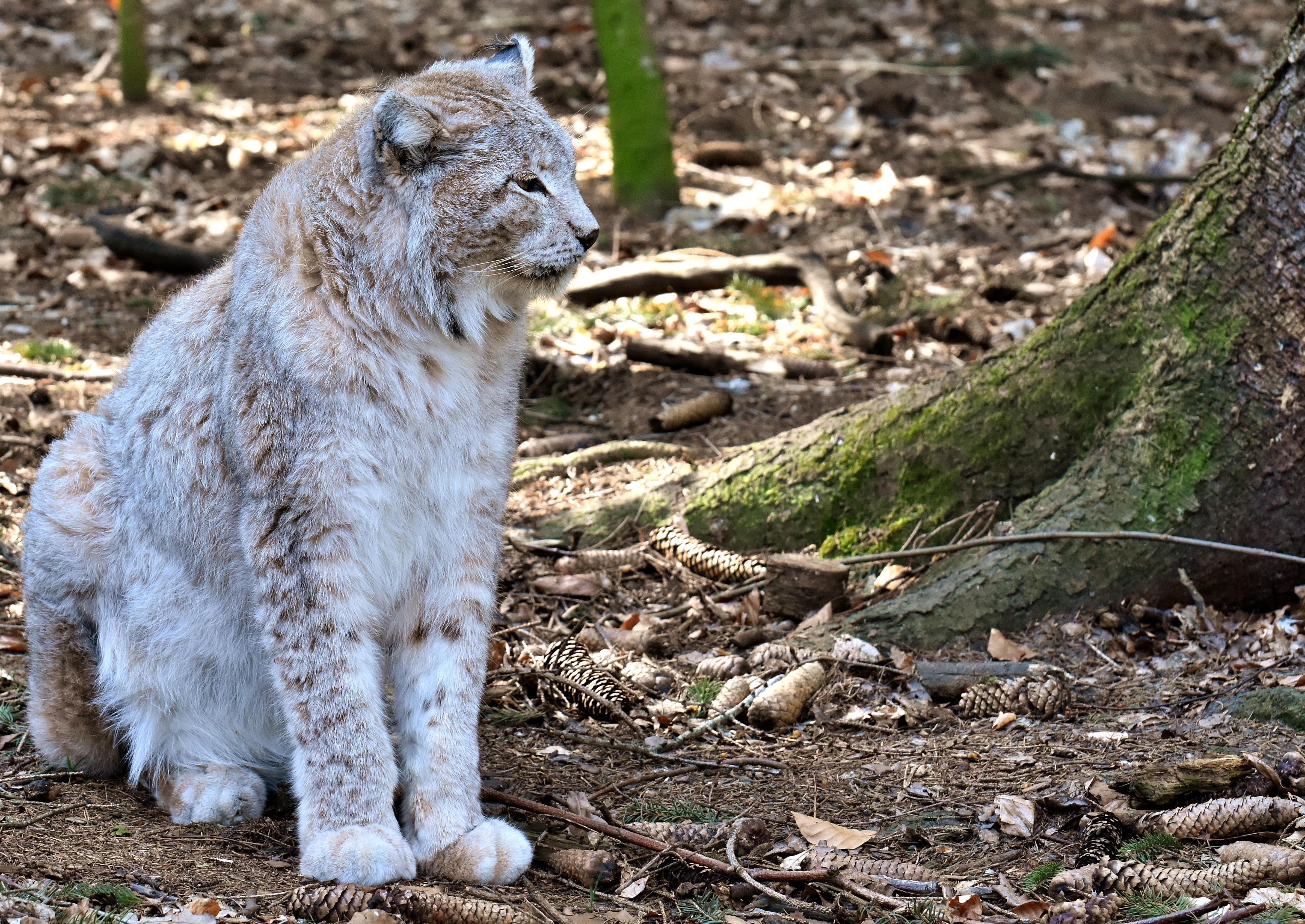 focus on foreground, animal world, eurasischer lynx, mammals, animals in the wild, beige, animal wildlife, long, mammal, wildcat, wild animal, one animal, HD Wallpaper