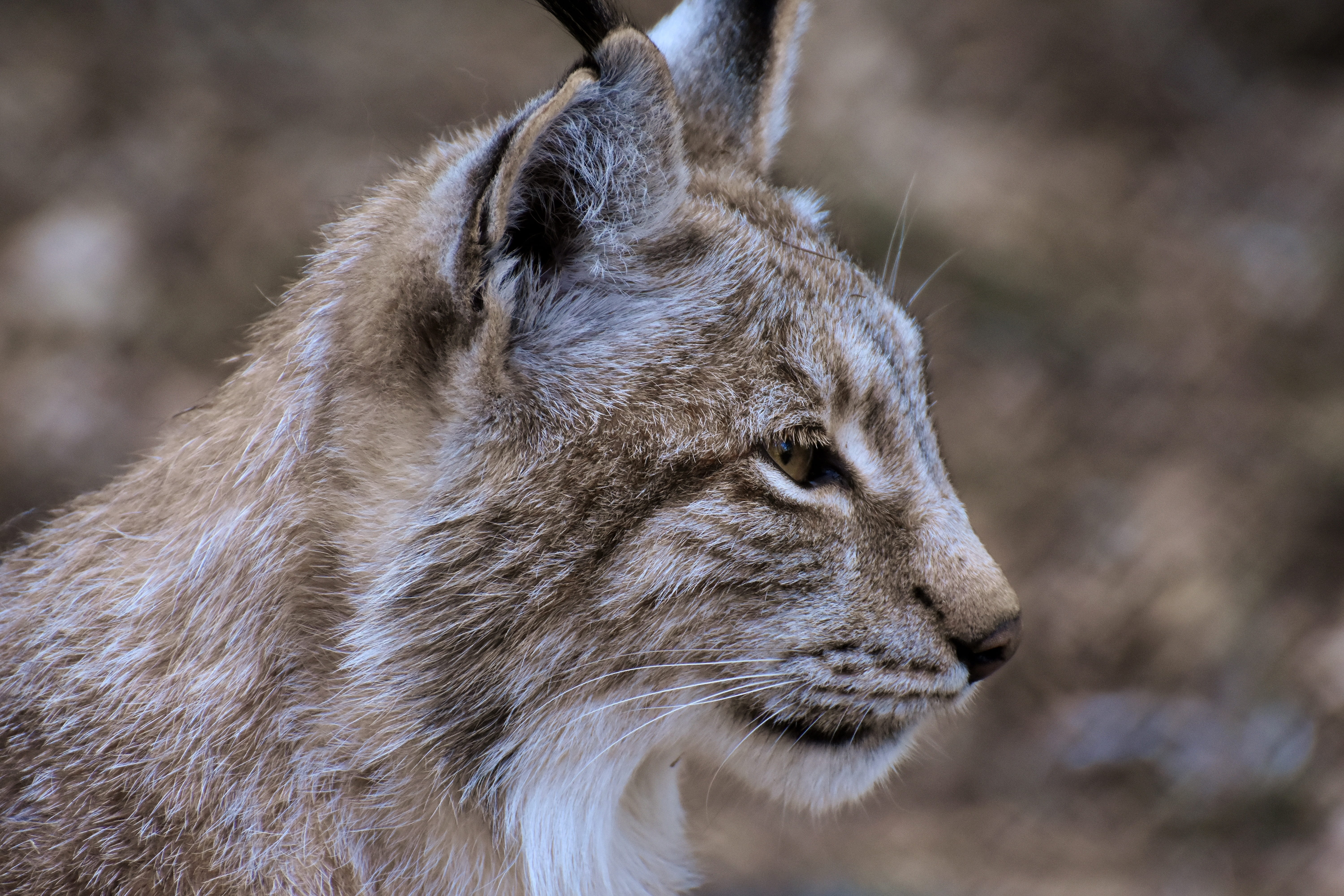 whisker, feline, animal wildlife, focus on foreground, one animal, nature, animal portrait, no people, cat, day, side view, animal themes, hunter, wild animal, HD Wallpaper