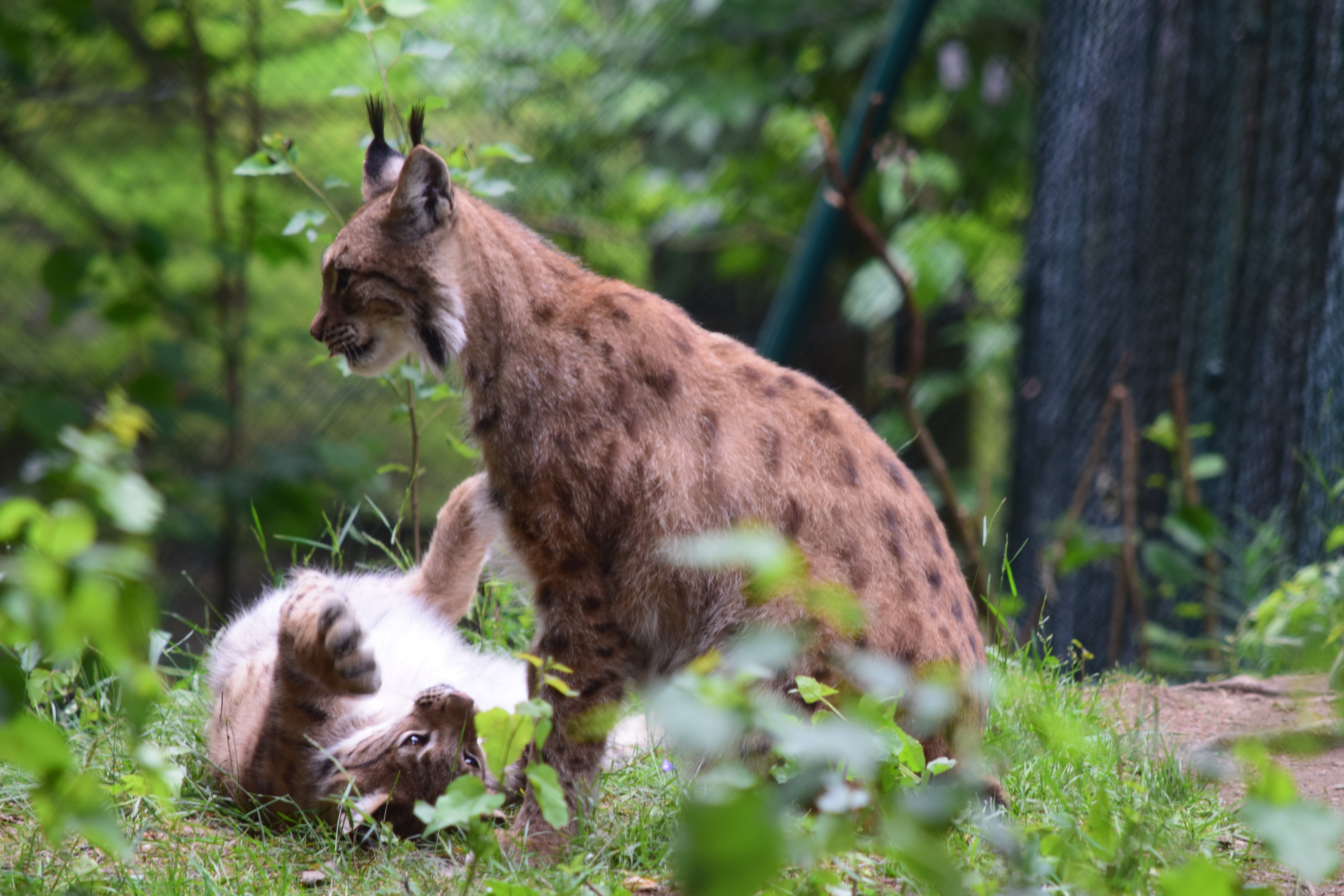 dangerous, threatened, 5K, fur, lynx, vertebrate, outdoors, wild, selective focus, two animals, wildcat, enclosure, nature, zoo, eurasischer lynx, day, HD Wallpaper