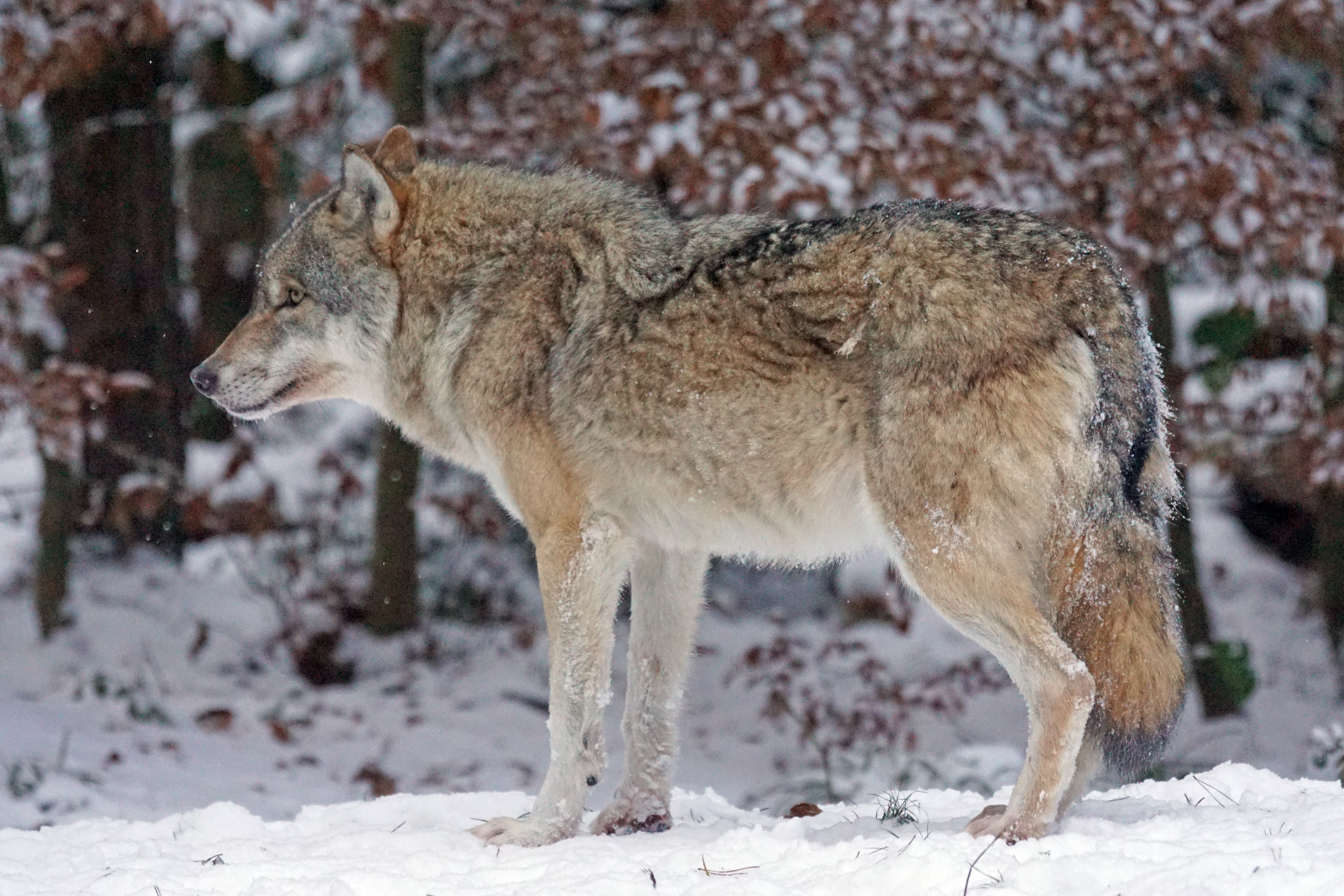 european, grey, canis lupus, no people, snow, wildlife, profile view, day, animal wildlife, daytime, snow storms, nature, carnivore, carnivores, land, animal, HD Wallpaper