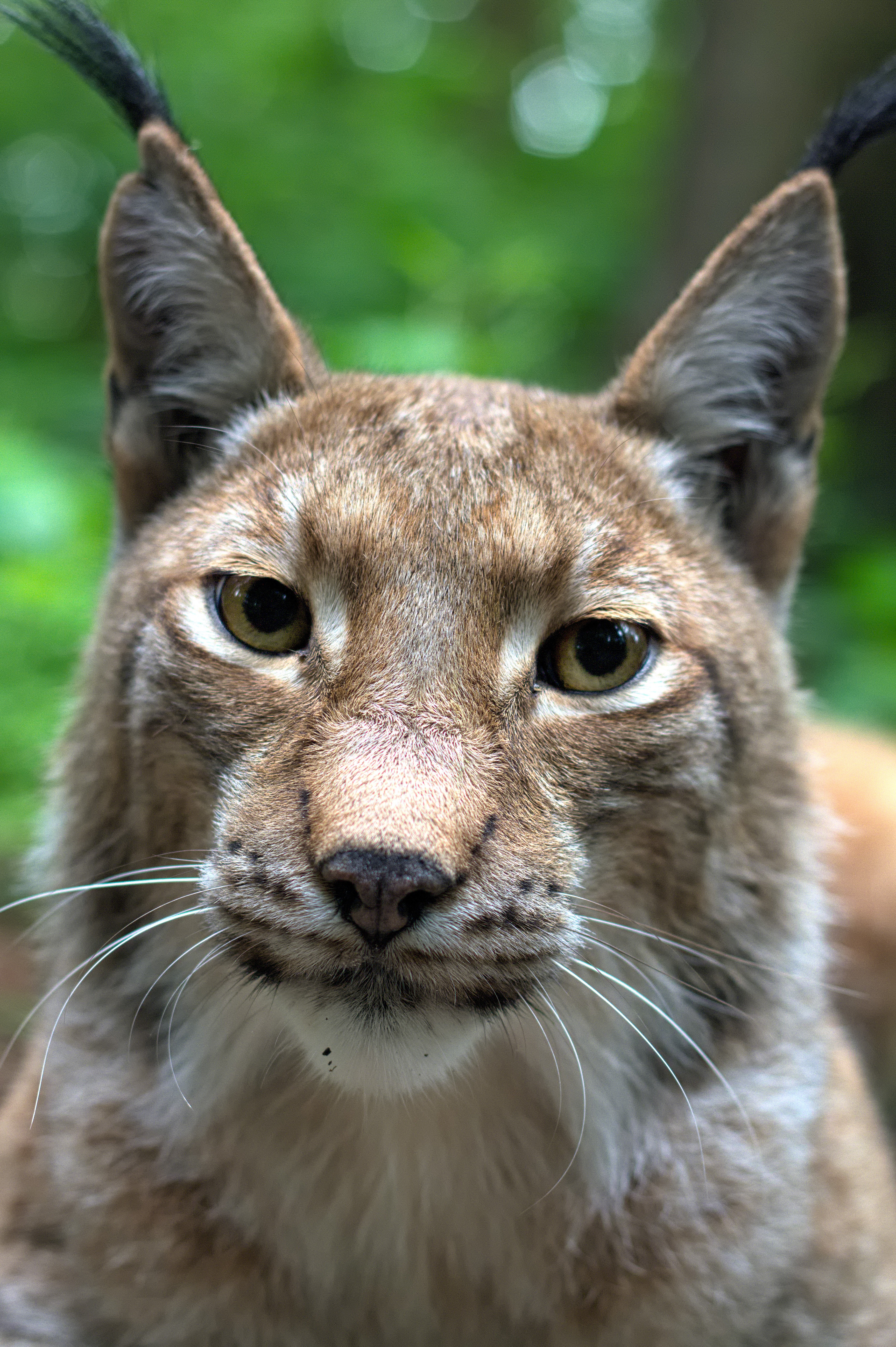 head, one animal, focus on foreground, vertebrate, mammals, domestic, feline, animal eye, animal body part, no people, carnivores, mammal, 5K, animal portrait, Phone HD Wallpaper