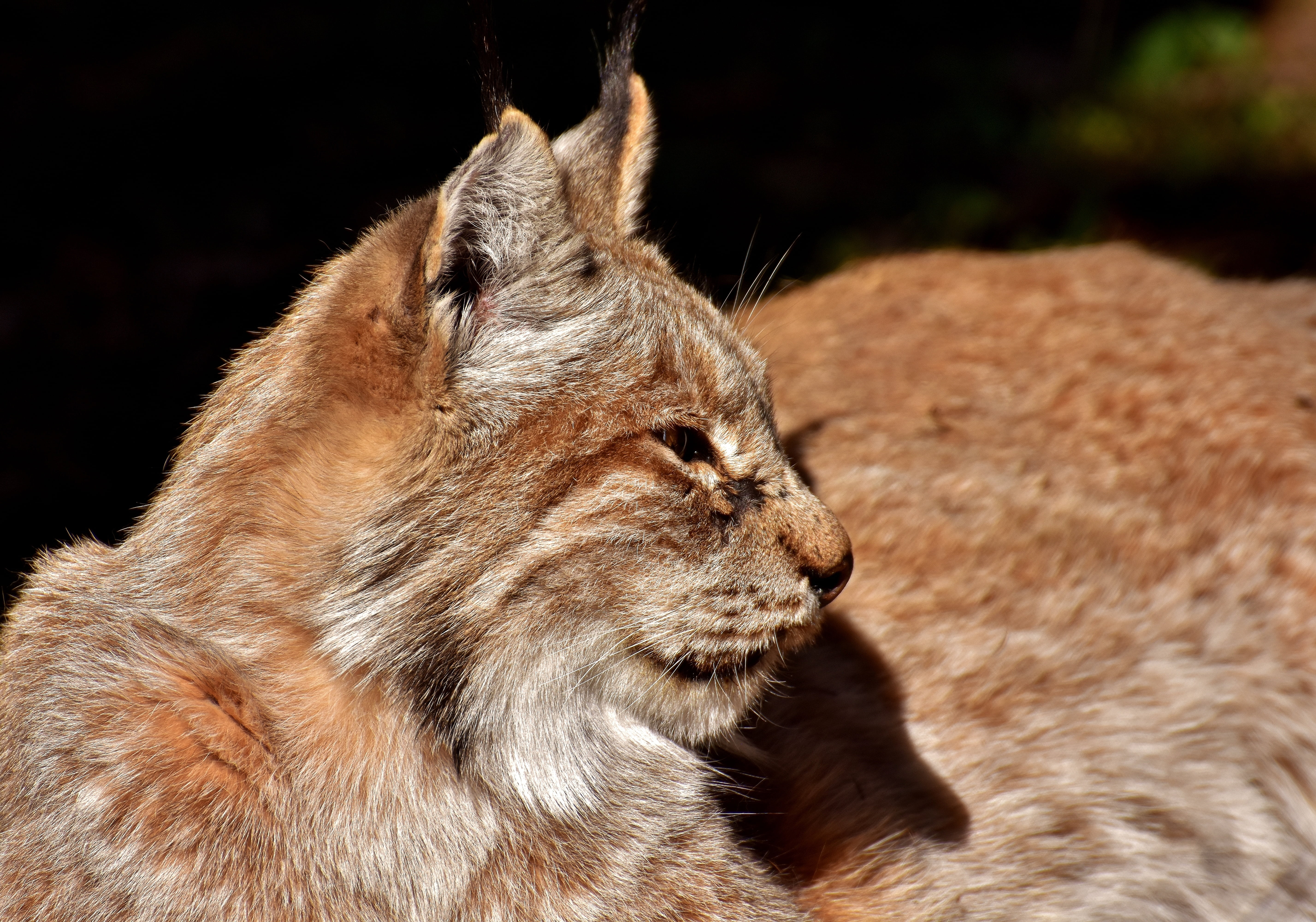 eurasischer lynx, feline, looking, animal wildlife, wildlife photography, brown, predator, looking away, wild animal, vertebrate, animal themes, mammal, HD Wallpaper