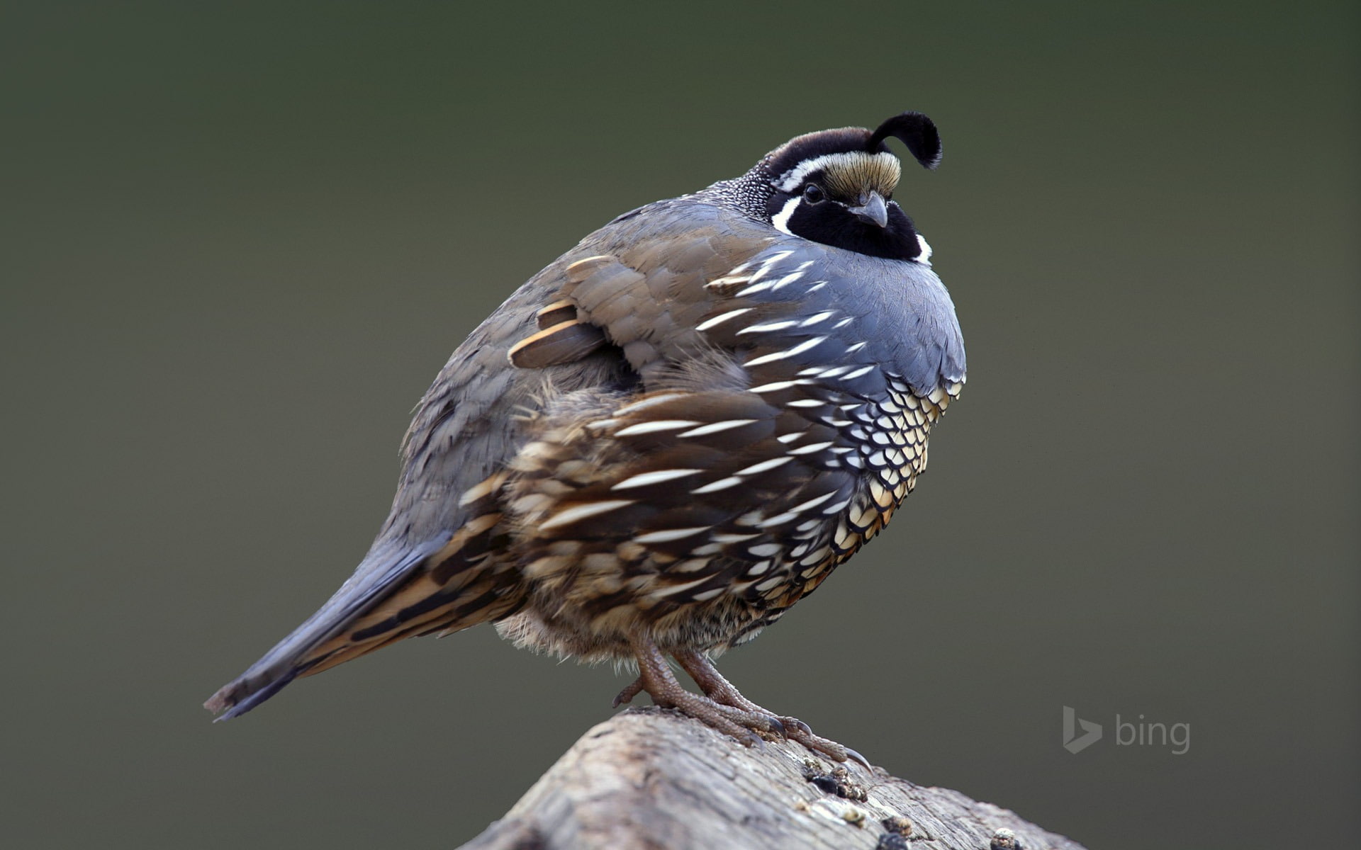 1080P, vigil, side view, wood - material, full length, feather, no people, animal wildlife, theme, perching, day, one animal, outdoors, california, HD Wallpaper