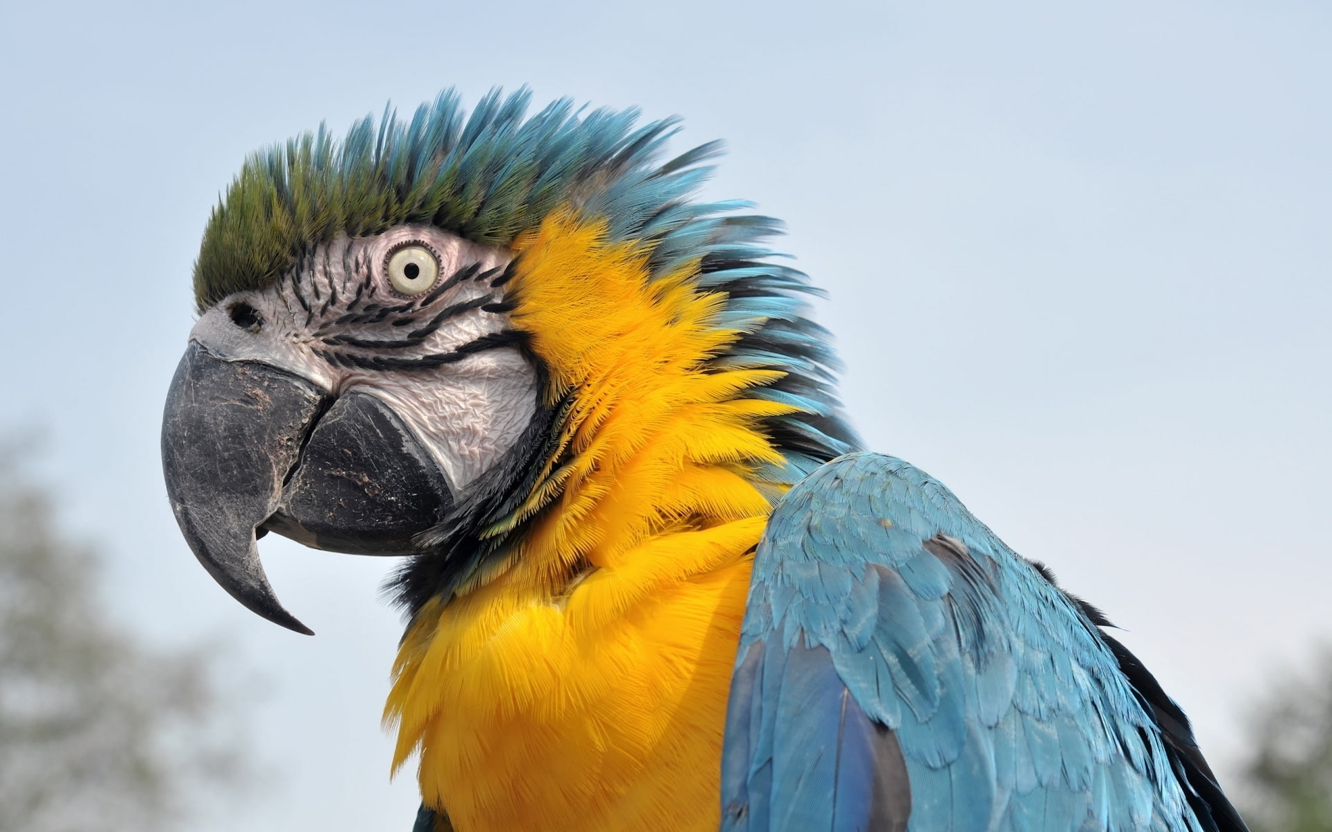 Vigilance, parrots, Parrot, 1080P, HD Wallpaper