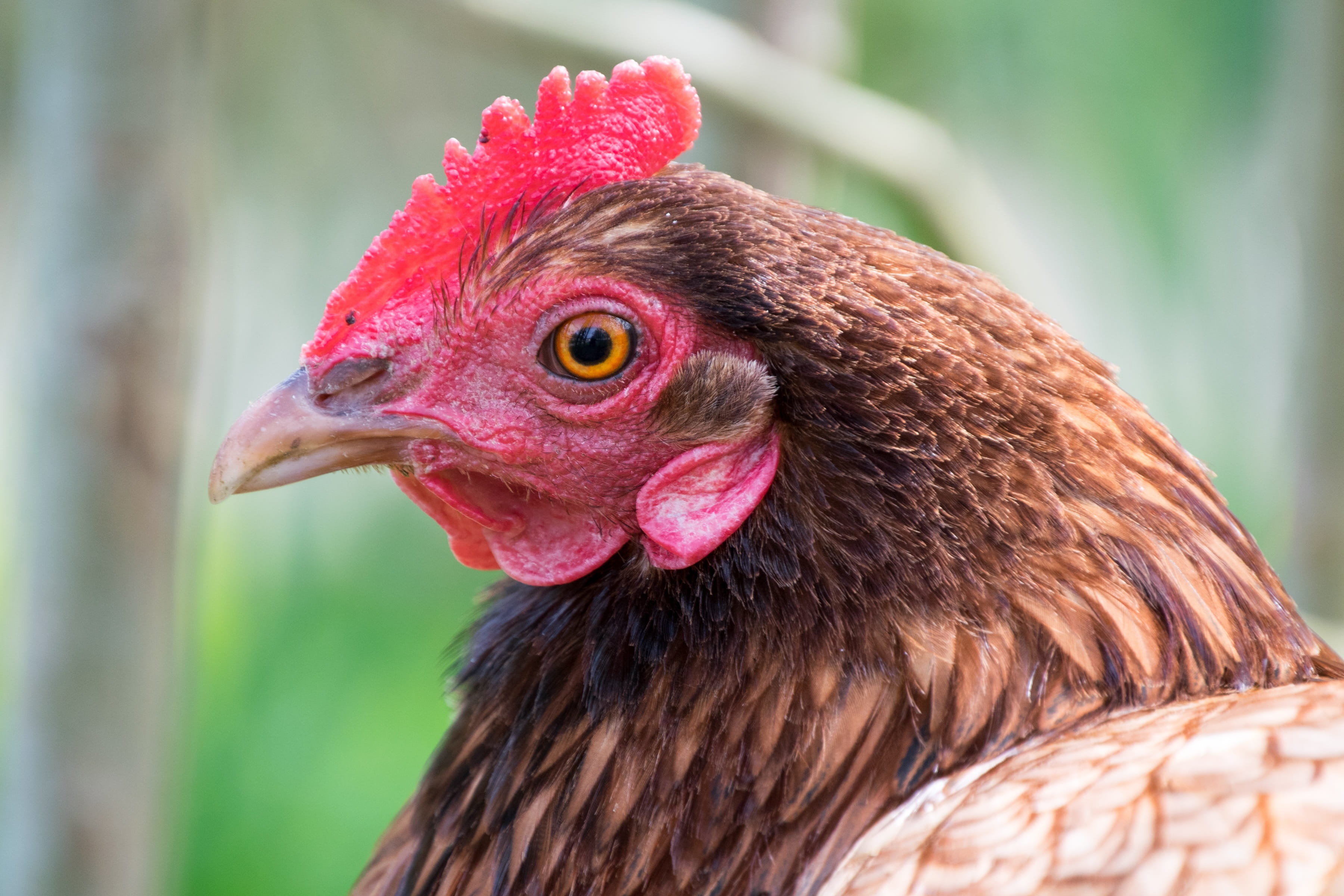 close-up, vertebrate, no people, feather, profile view, domestic Animals, animal, chicken - Bird, farm, nature, livestock, cockerel, Hen, day, red, focus on foreground, HD Wallpaper