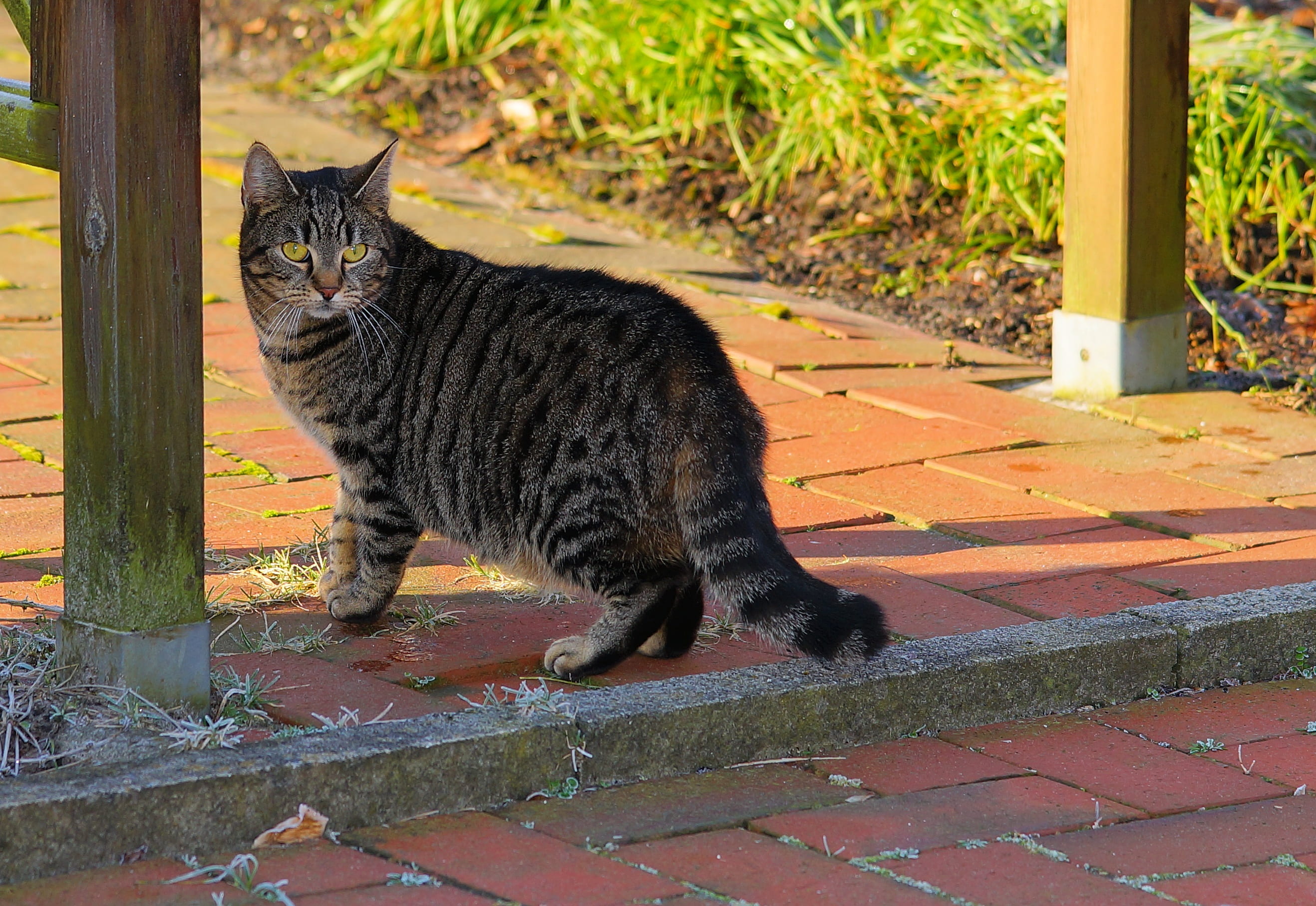 silver, brick, footpath, one animal, animal, whisker, domestic, vertebrate, feline, pavement, watch, noble, 2K, no people, day, outdoors, vigilant, tabby, HD Wallpaper