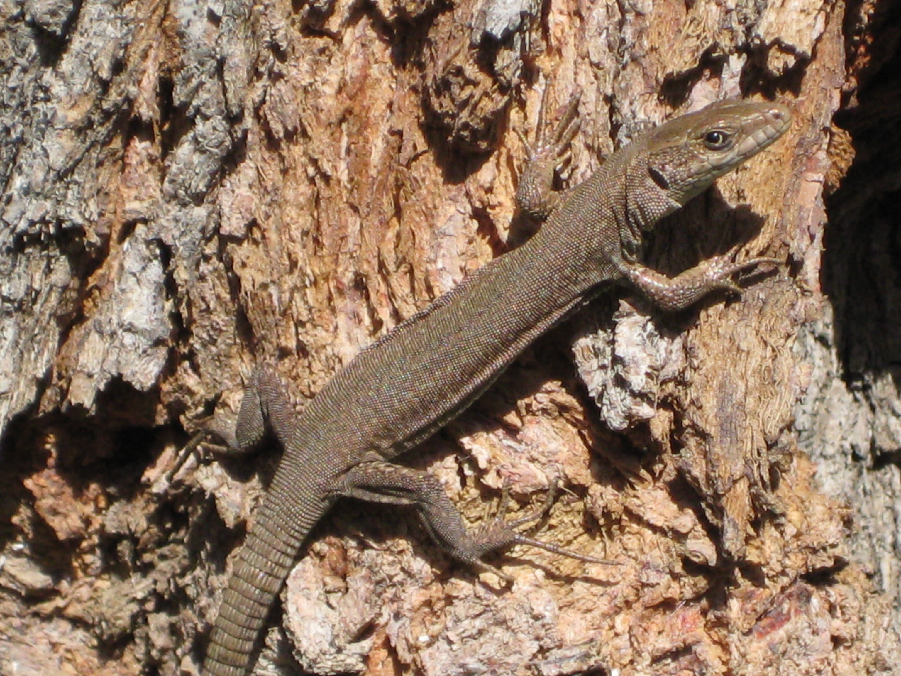 tree trunk, spring, trunk, outdoors, lizard, vigilant, one animal, animal themes, day, solid, animals in the wild, rock, nature, animal, no people, gecko, HD Wallpaper