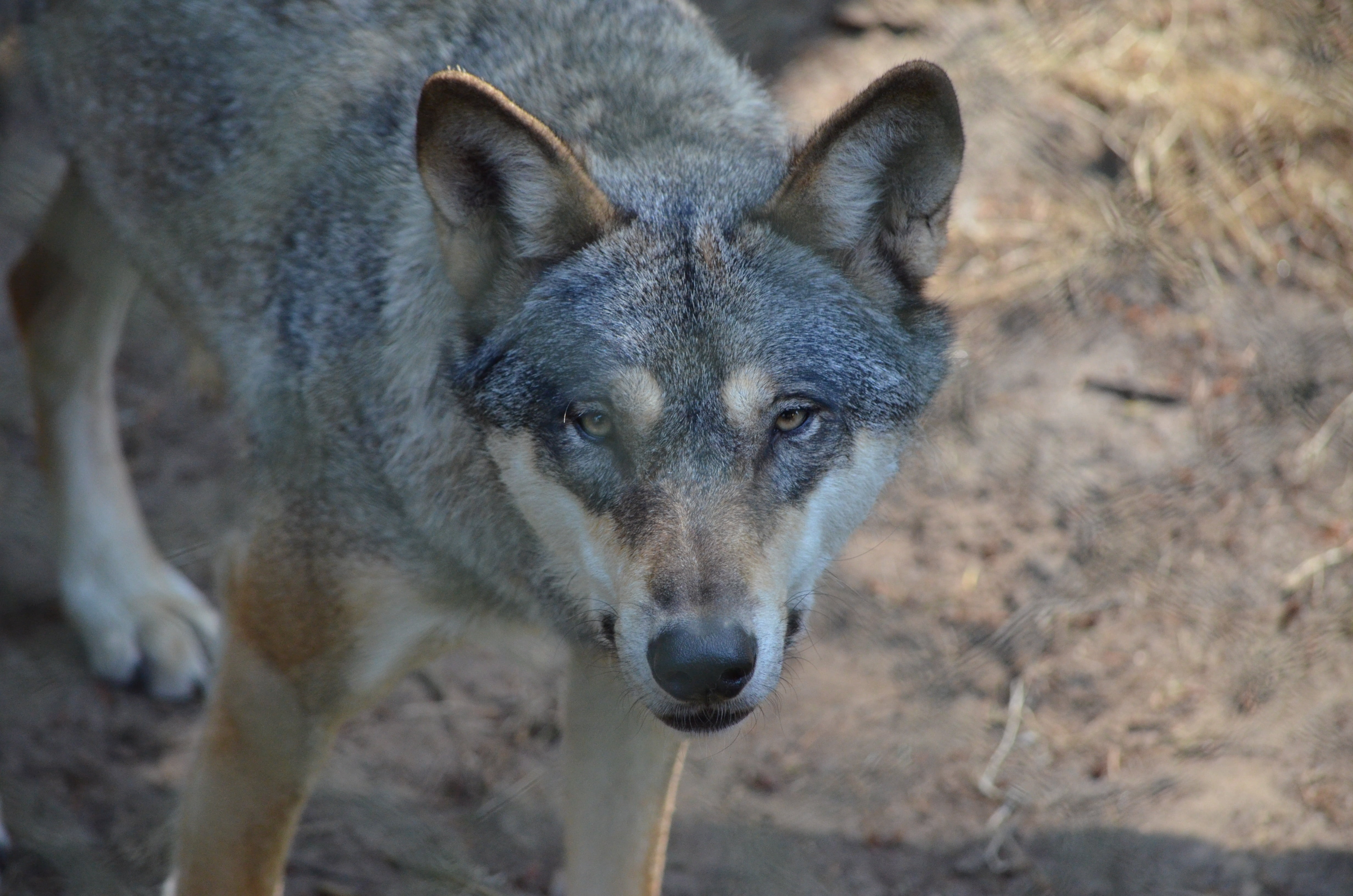 looking at camera, predator, deer park, no people, 4K, wolf, wild animal, nature, portrait, vertebrate, wildlife park, one animal, focus on foreground, HD Wallpaper