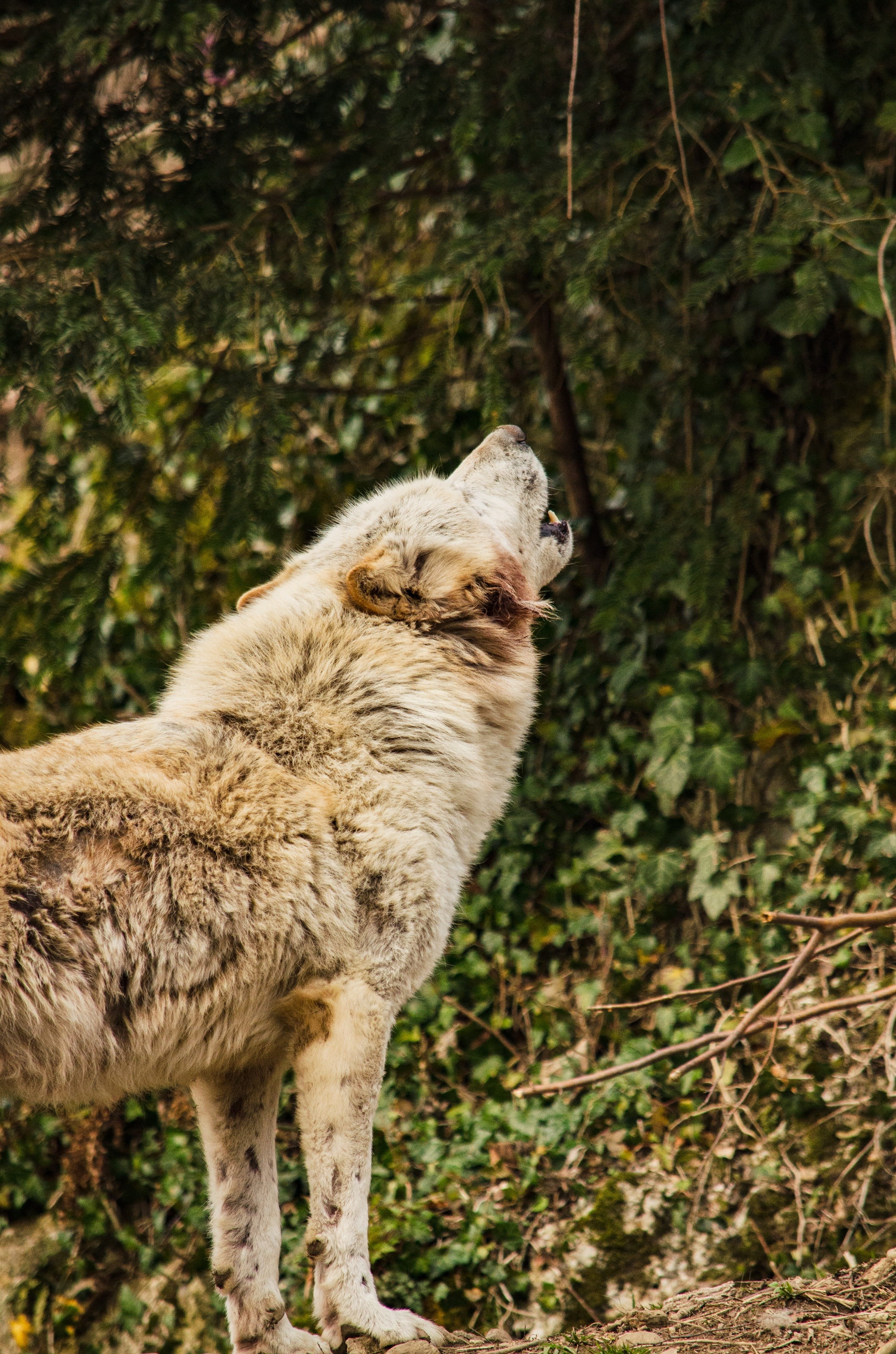 white wolf, canine, land, no people, rudel behave, zoo, tiergarten, tree, animal, animal themes, forest, standing, wolf, day, view, domestic, pets, mammal, Phone HD Wallpaper