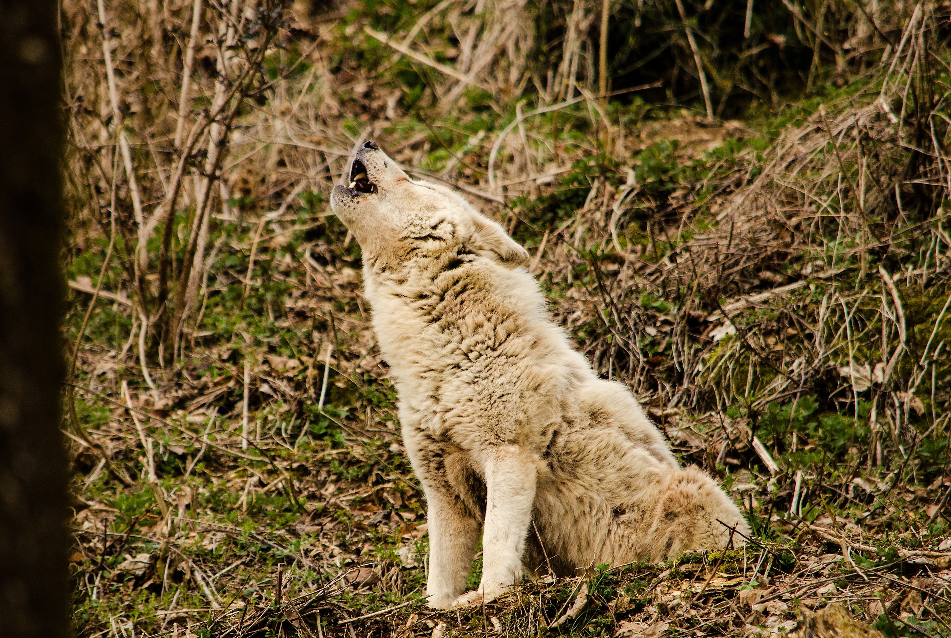 howling, animal themes, white fur, animals in the wild, white wolf, one animal, feline, no people, cute, looking away, vertebrate, howl, outdoors, cat, HD Wallpaper
