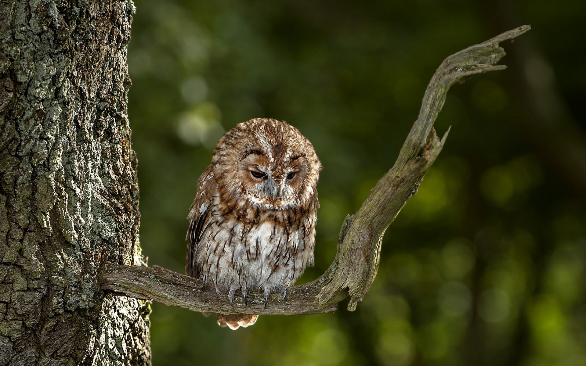 no people, trunk, animal themes, primate, tree trunk, vertebrate, animals in the wild, one animal, plant, nature, white, brown, day, 1080P, branch, mammal, HD Wallpaper