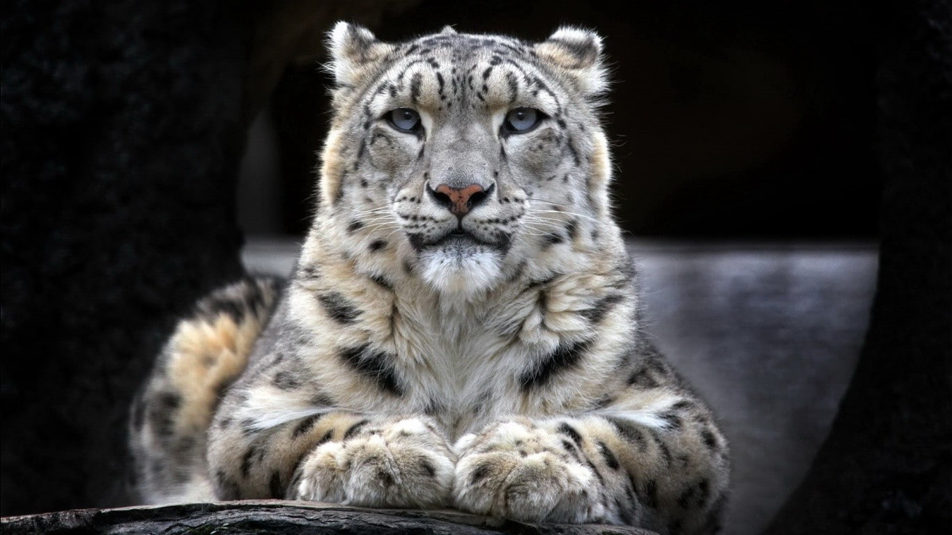 black background, animals in the wild, animals in captivity, leopard (animal), zoo, one animal, 720P, vertebrate, animals, animal wildlife, wolf, portrait, HD Wallpaper