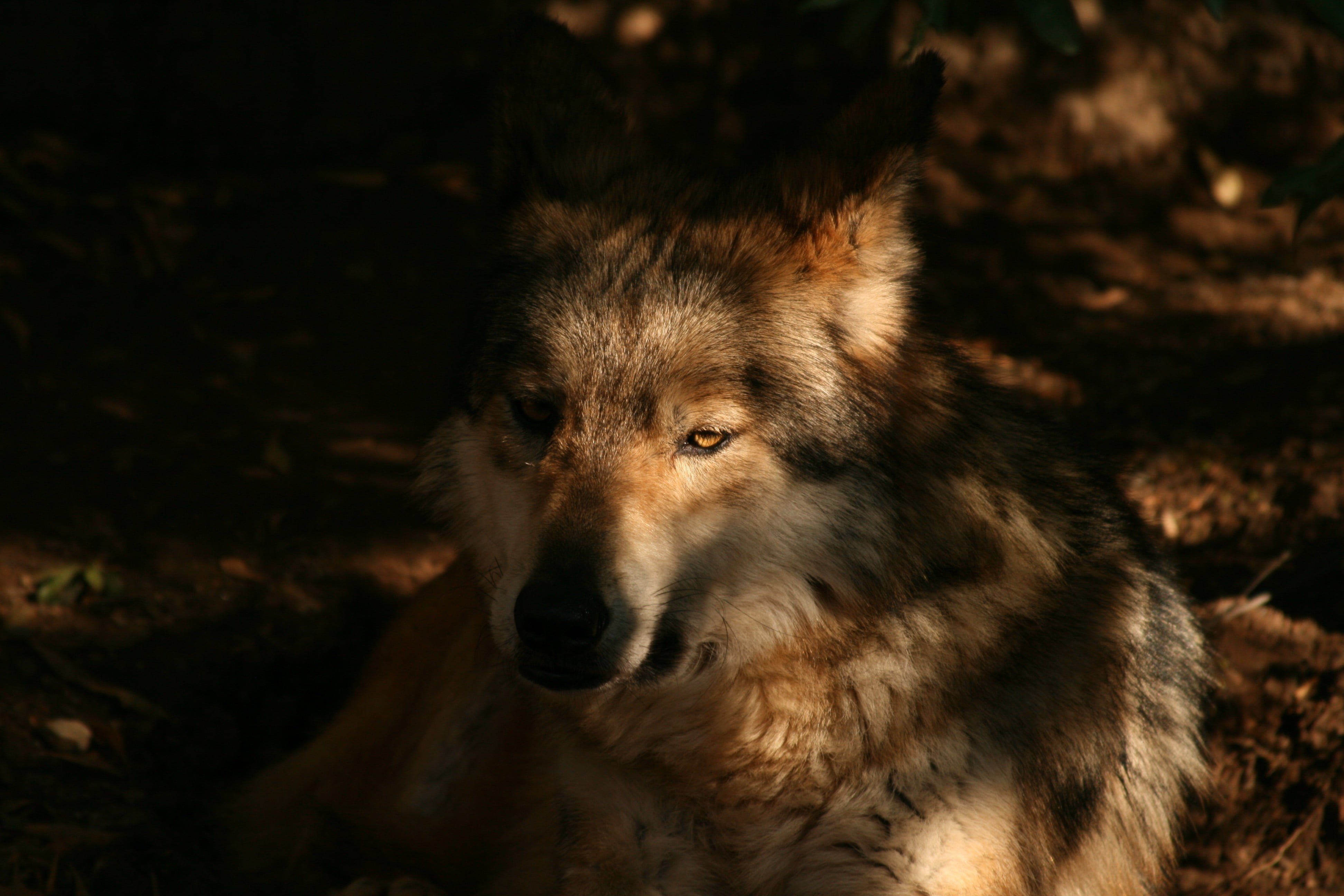 mammal, outdoors, canine, animal, snout, day, domestic, portrait, animals in the wild, animal themes, nature, animal body part, wolf, vertebrate, animal wildlife, HD Wallpaper