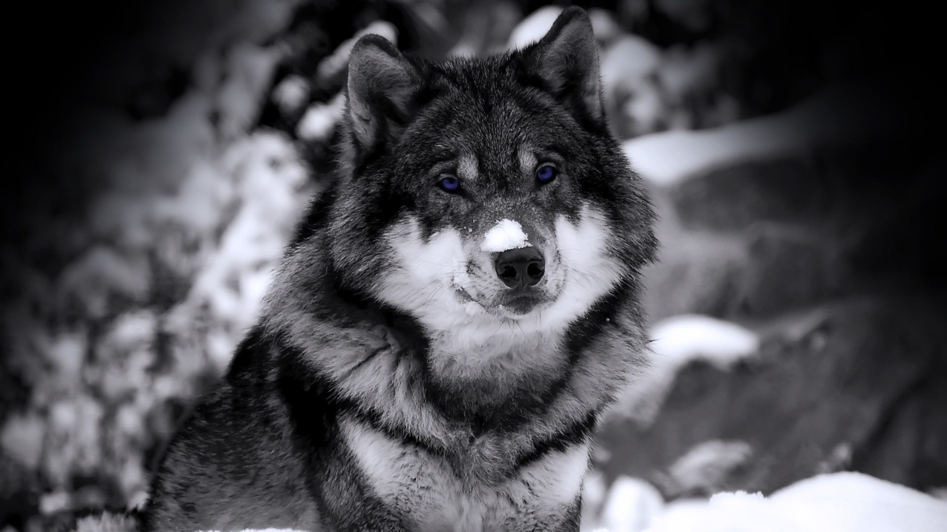 pets, nature, snow, focus on foreground, one animal, winter, domestic, cold temperature, animals, animal, no people, outdoors, dog, animal head, canine, HD Wallpaper
