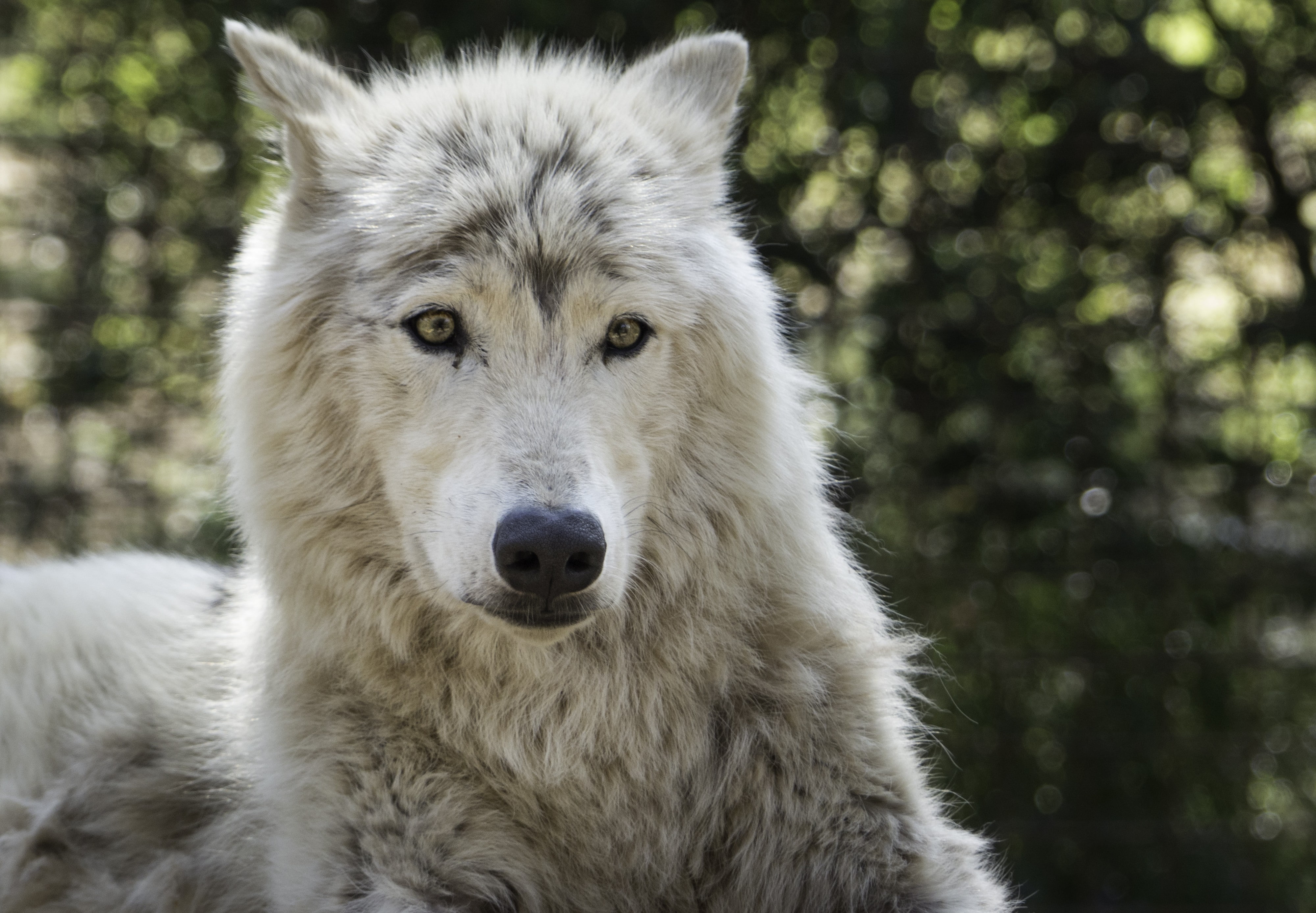 tree, animal head, close-up, pets, domestic animals, mammal, domestic, vertebrate, animals, one animal, dog, focus on foreground, animal, animal wildlife, HD Wallpaper