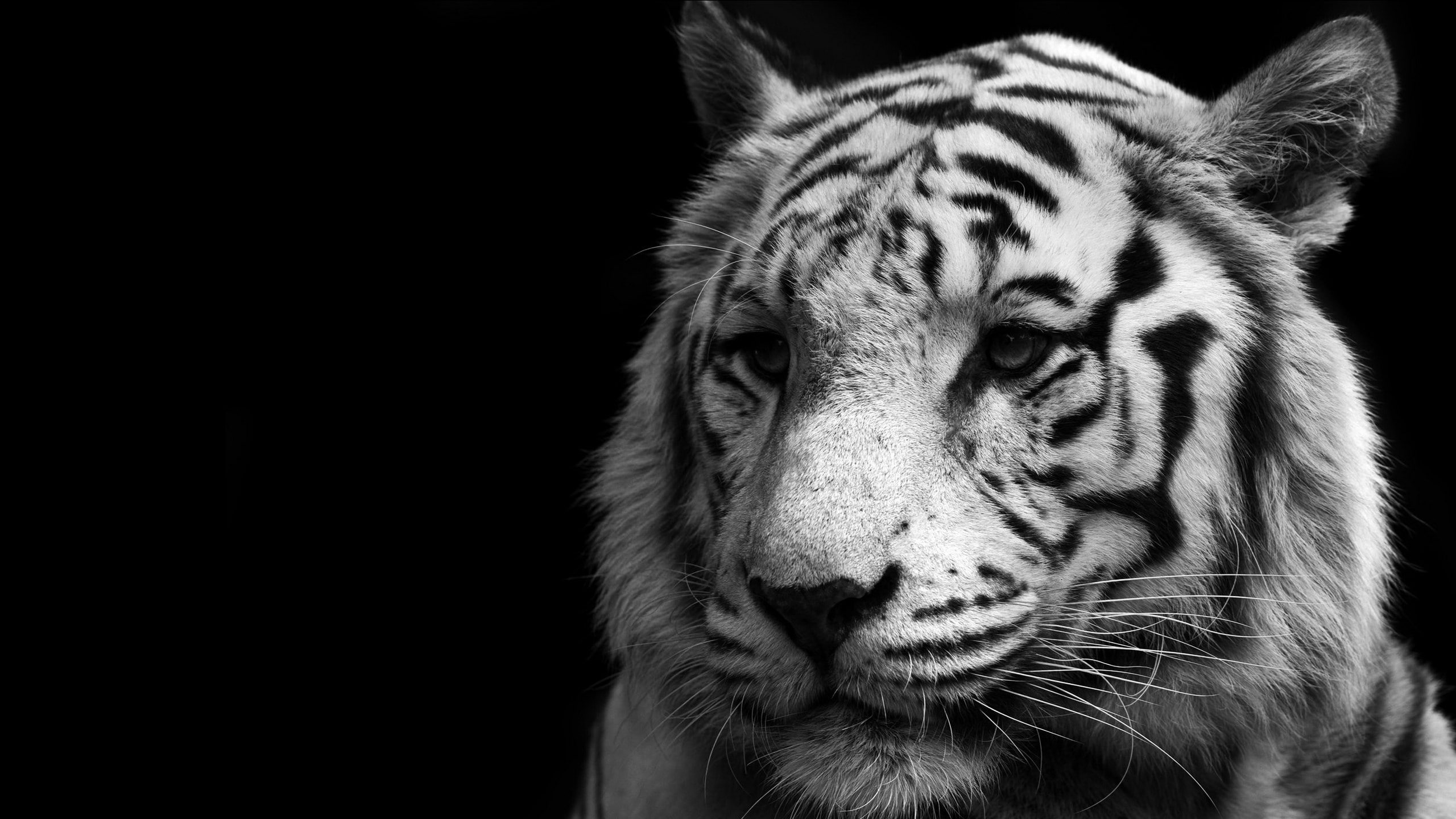 close-up, animal head, cat, whisker, animals in the wild, animal, black background, white tiger face image hd nature, big cat, animal themes, mammal, one animal, HD Wallpaper