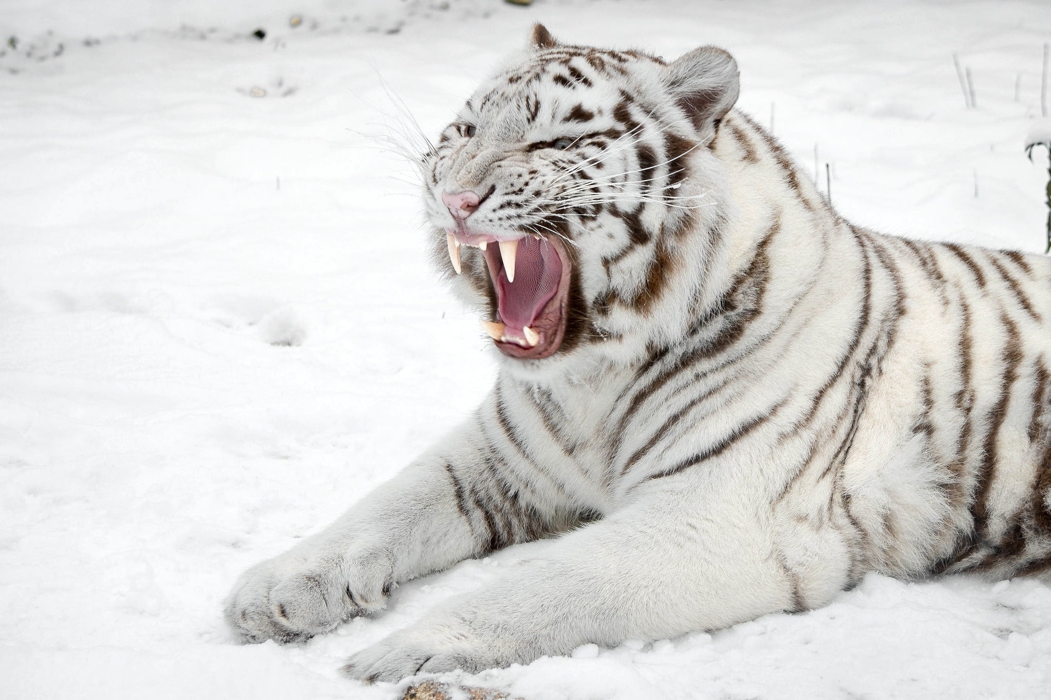 no People, winter, cat, nature, carnivore, close-up, white, one animal, staring, portrait, animal wildlife, looking, animal themes, whisker, snow, mammal, HD Wallpaper