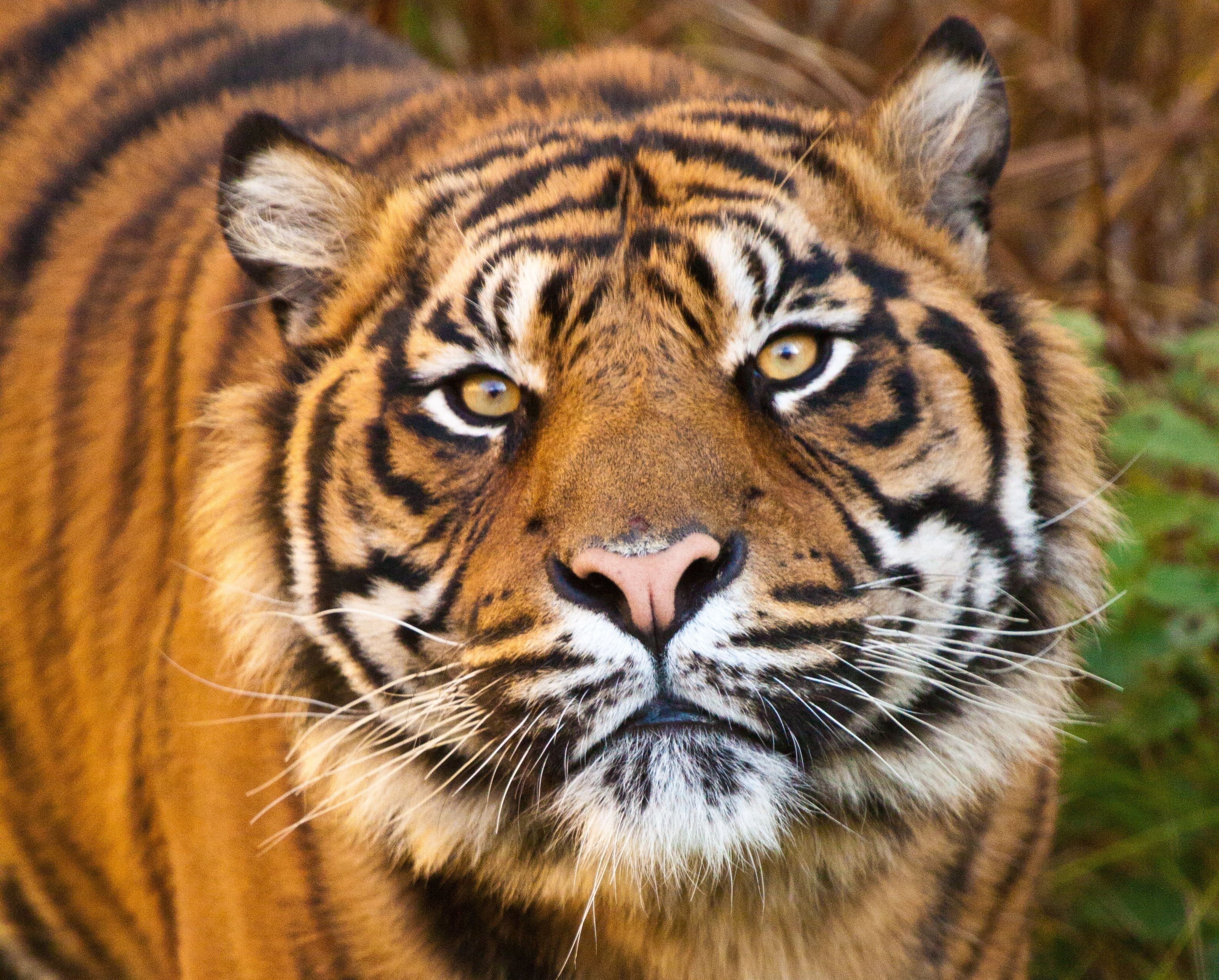 2K, mammal, feline, animal head, big cat, looking at camera, cat, Tiger, portrait, front view, animal themes, Face, carnivora, whisker, Predator, close-up, HD Wallpaper