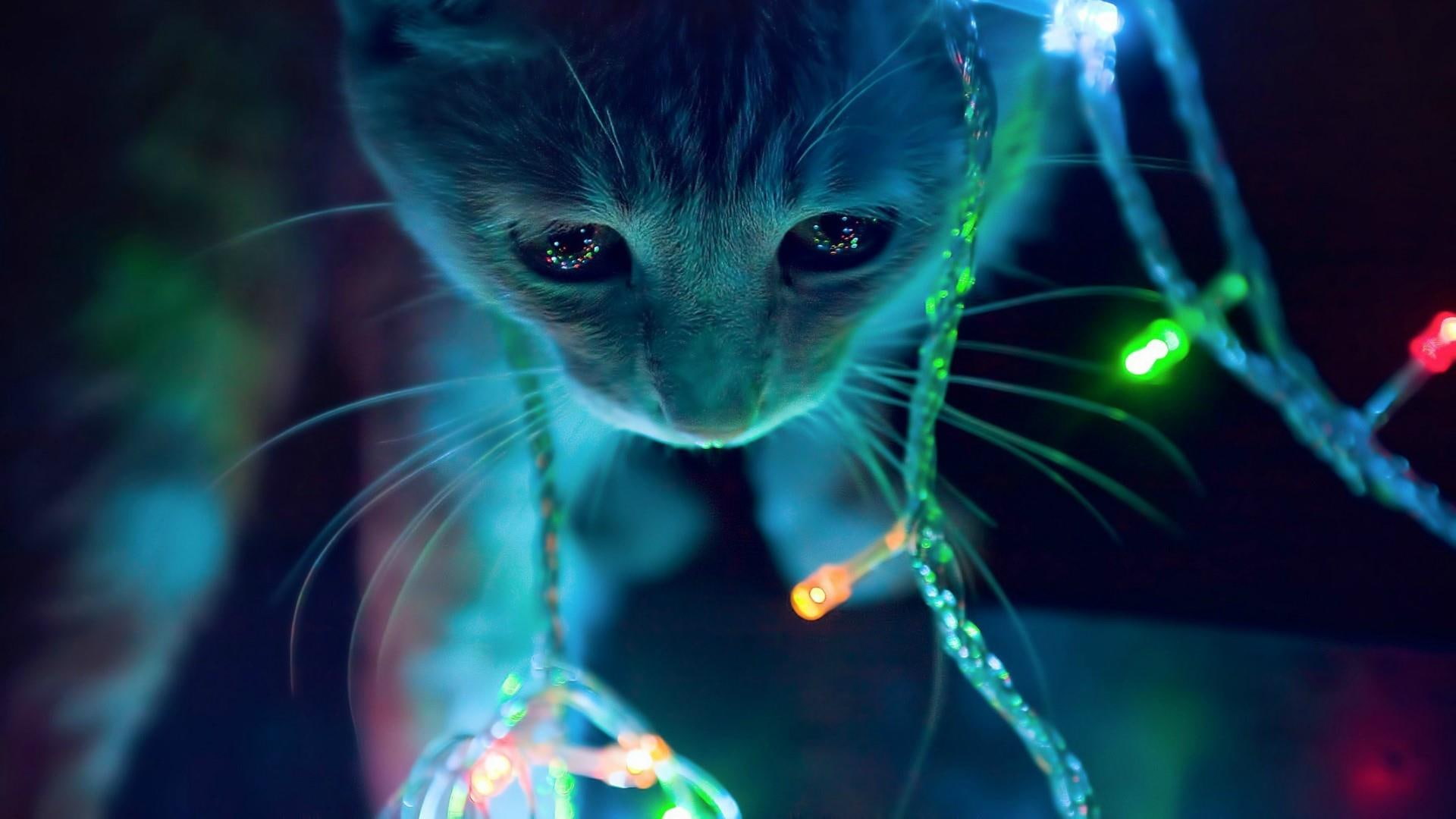 merry christmas, 1080P, celebration, christmas, christmas light, cat, HD Wallpaper
