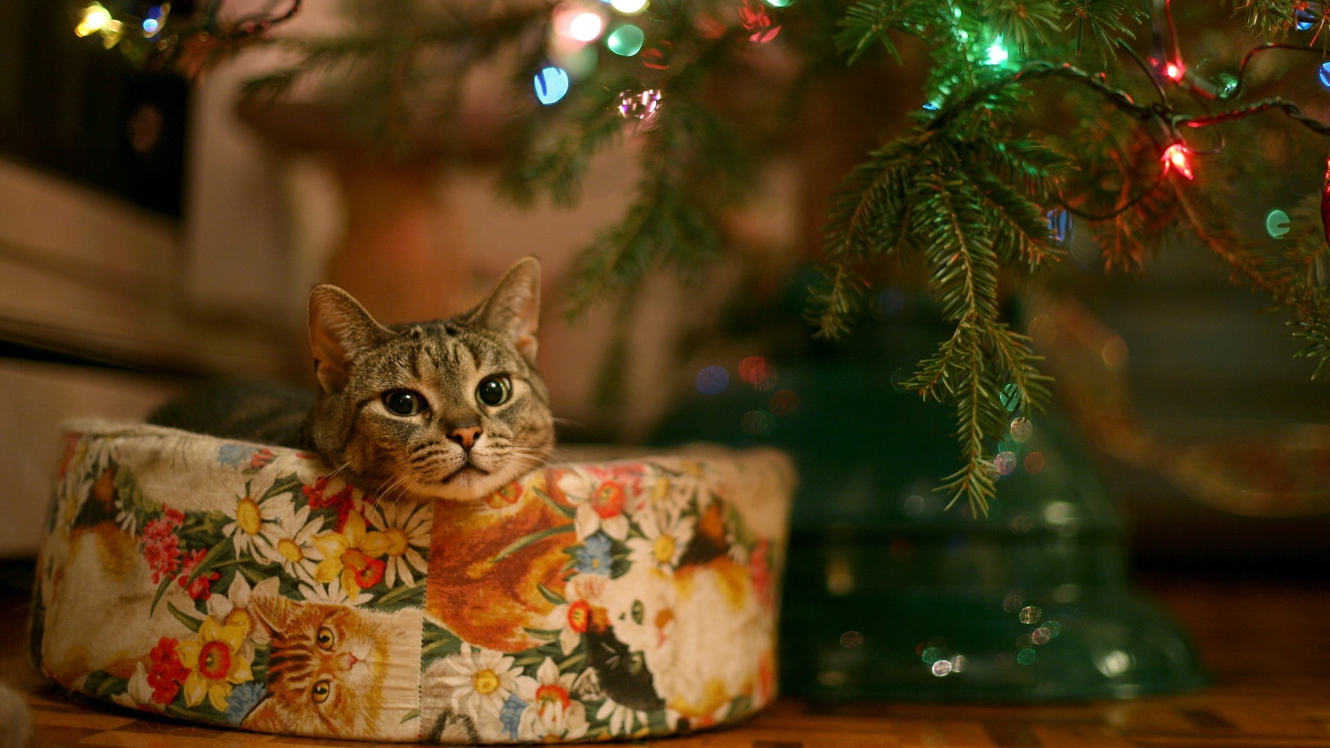 animal themes, celebration, tree, domestic animals, indoors, domestic cat, one animal, christmas ornament, christmas tree, domestic, decoration, whisker, HD Wallpaper