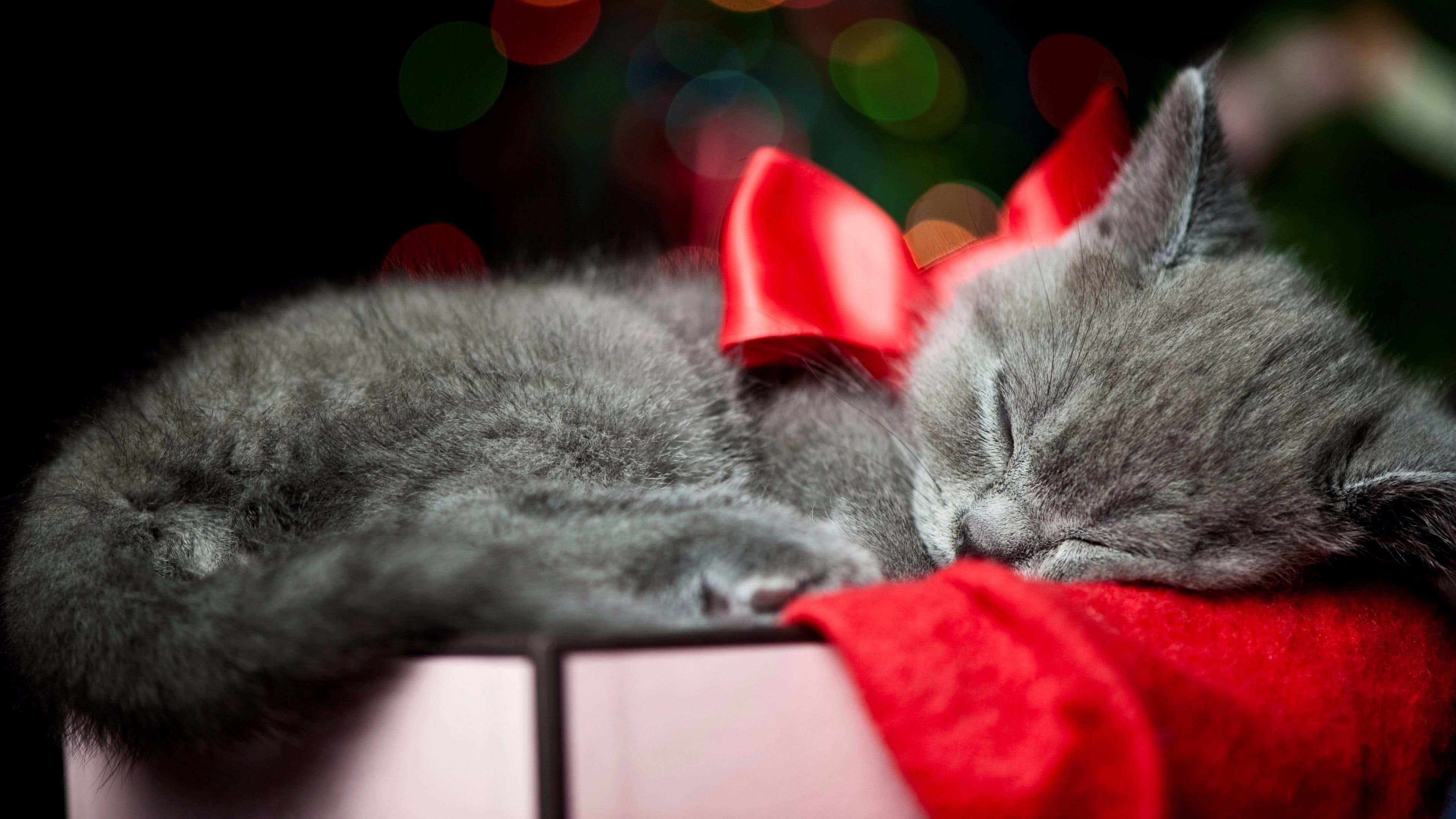 ribbon, christmas, bokeh, cat, bokeh lights, christmas day, gift, whiskers, 4K, kitten, cute, red ribbon, HD Wallpaper