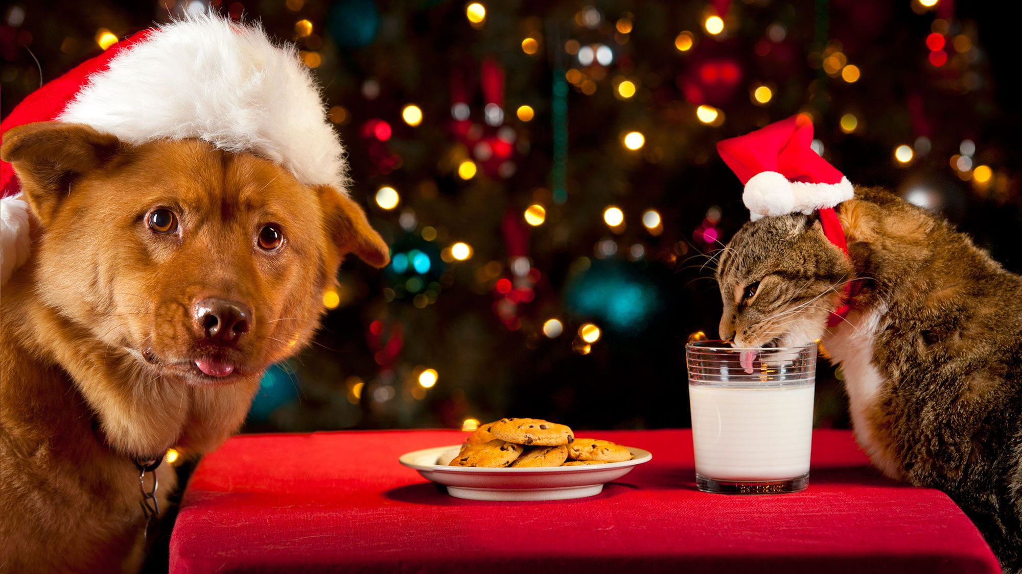 Pet, Dog, Christmas Lights, 1080P, Cat, Animal, Christmas, Cat and Dog, HD Wallpaper