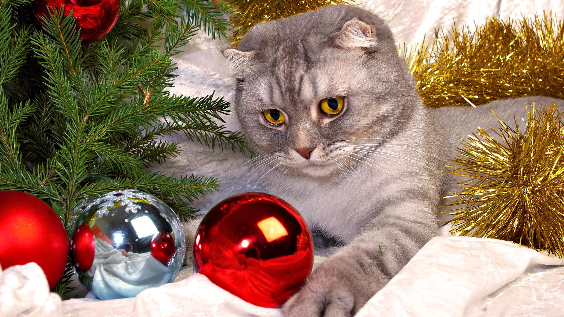 merry, christmas, cat, animals, cute, 1080P, HD Wallpaper