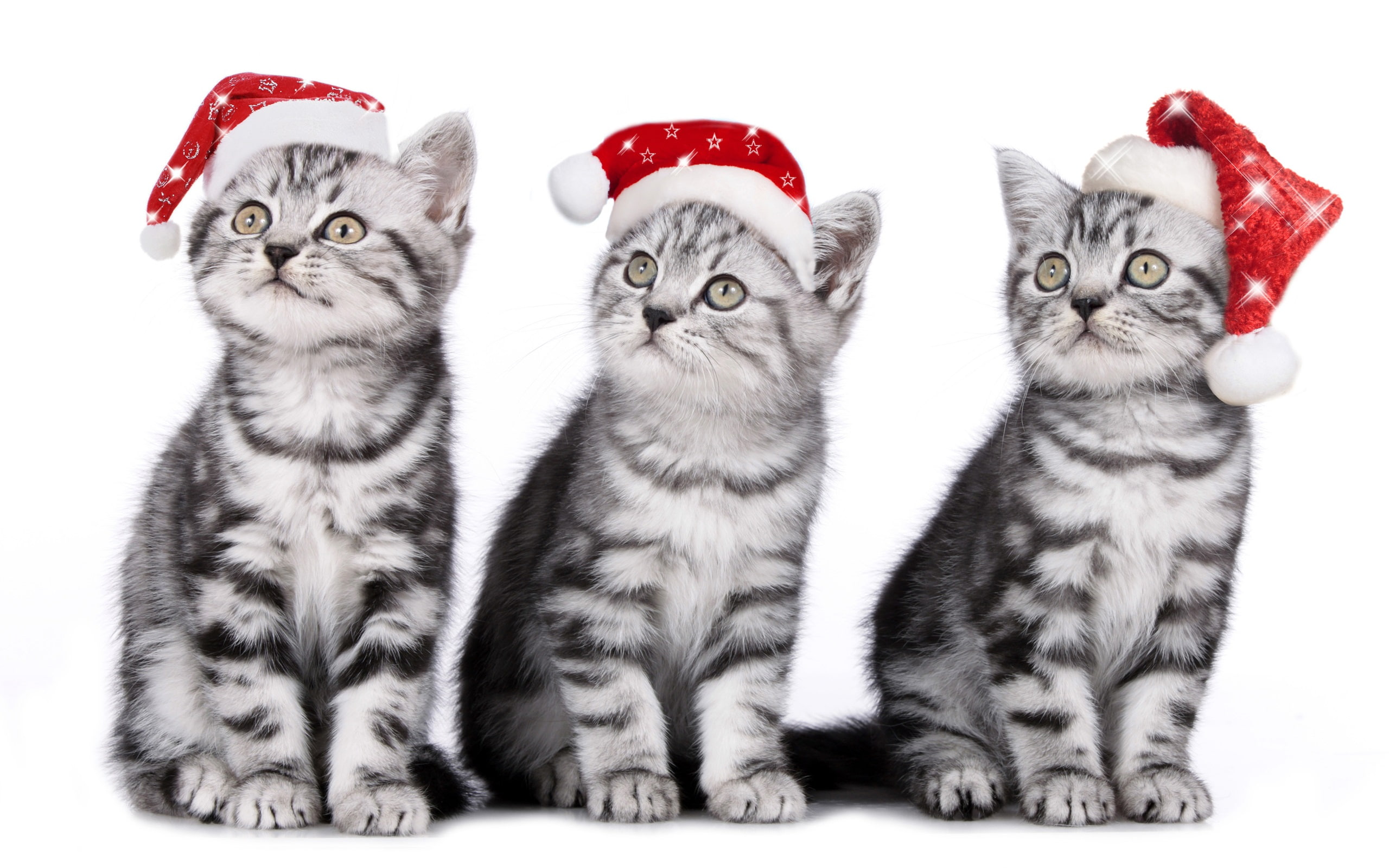 2K, Kittens, Three, Christmas, Hat, Cats, HD Wallpaper