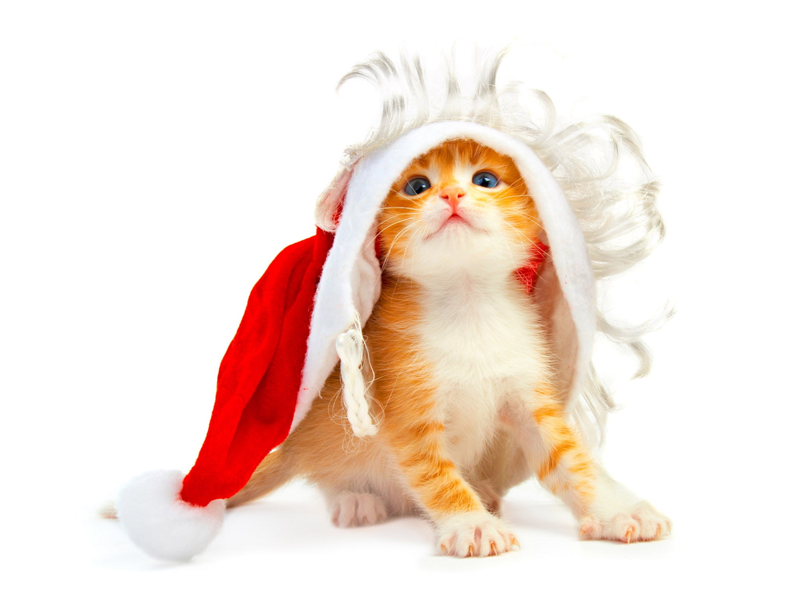 cute, cat, 720P, holidays, christmas, HD Wallpaper