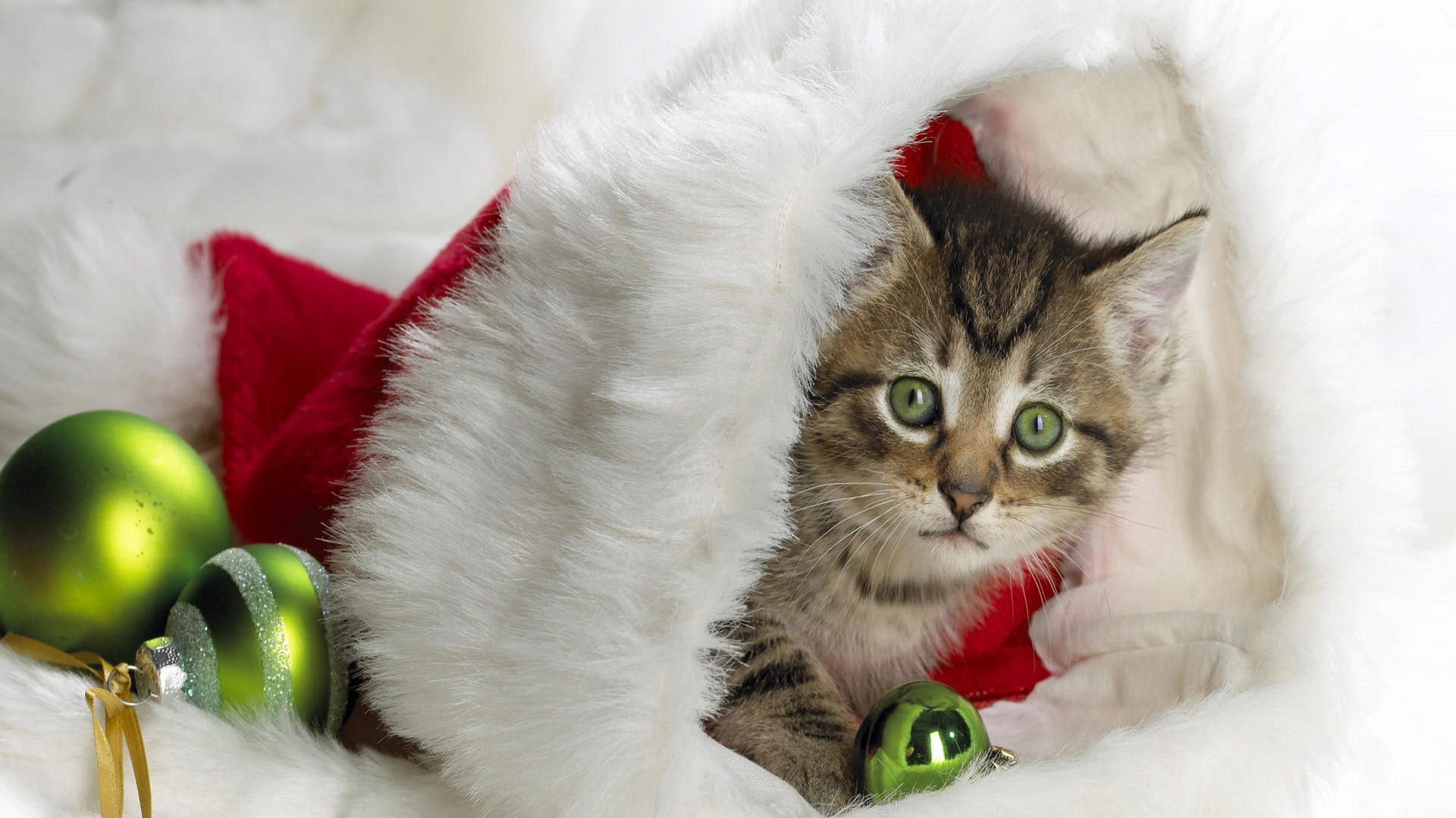 cat, kitten, hd, 1080P, christmas, HD Wallpaper