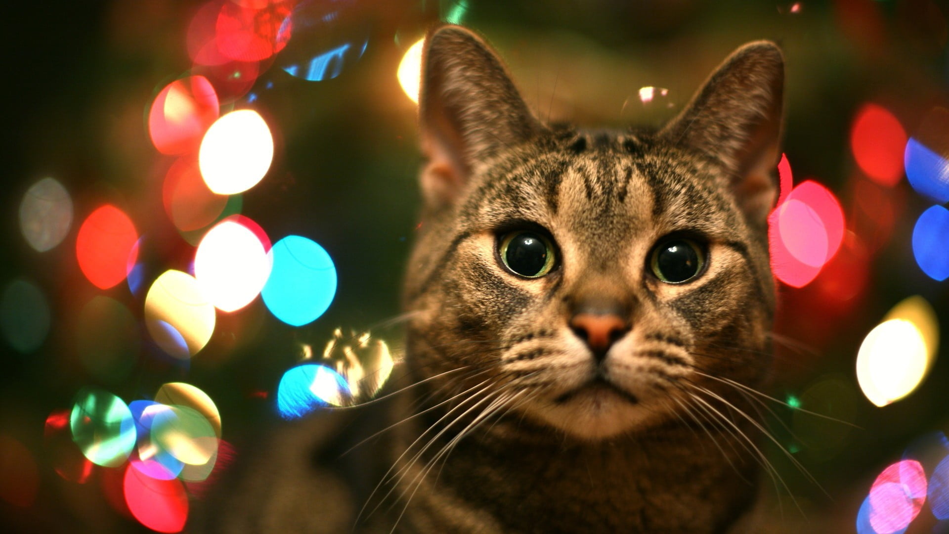 portrait, animal body part, pets, domestic animals, animal eye, illuminated, animal head, cat, mammal, domestic, christmas, close-up, animal, domestic cat, HD Wallpaper