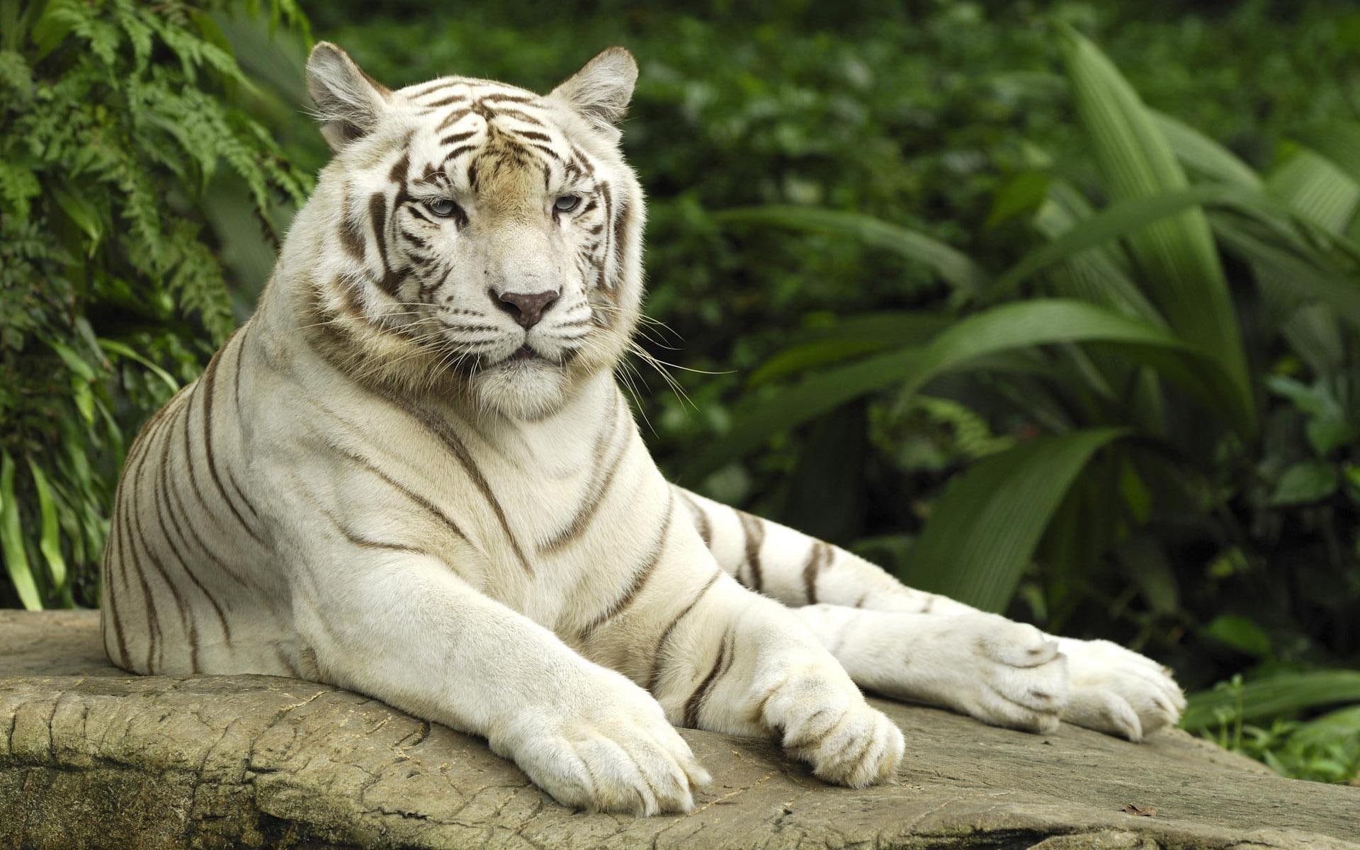 singapore, tigris, tigers, panthera, 1080P, tiger, HD Wallpaper