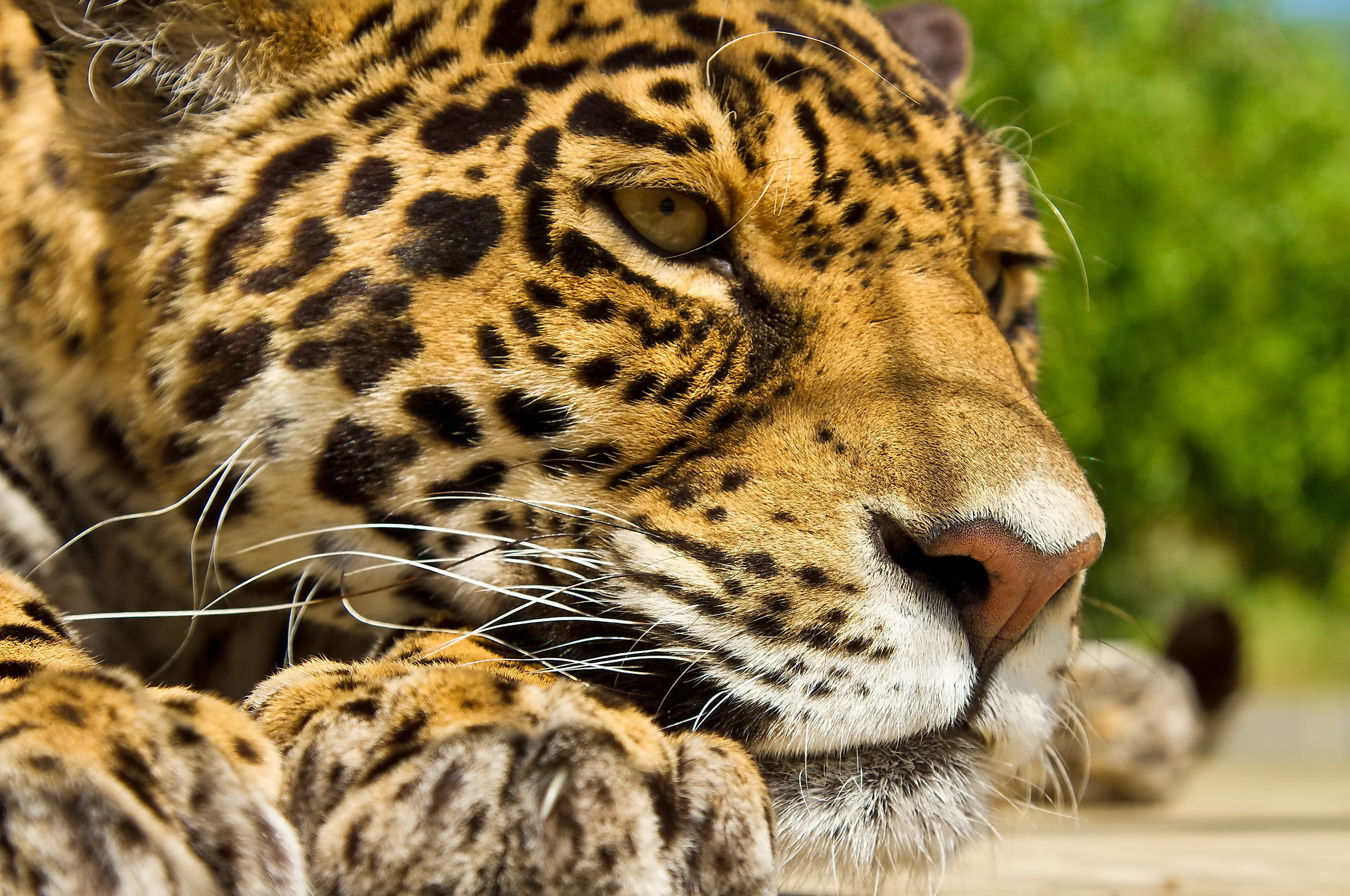 focus on foreground, carnivora, animal wildlife, mustache, animal head, mammal, feline, face, stay, looking away, big cat, panthera onca, paws, close-up, HD Wallpaper