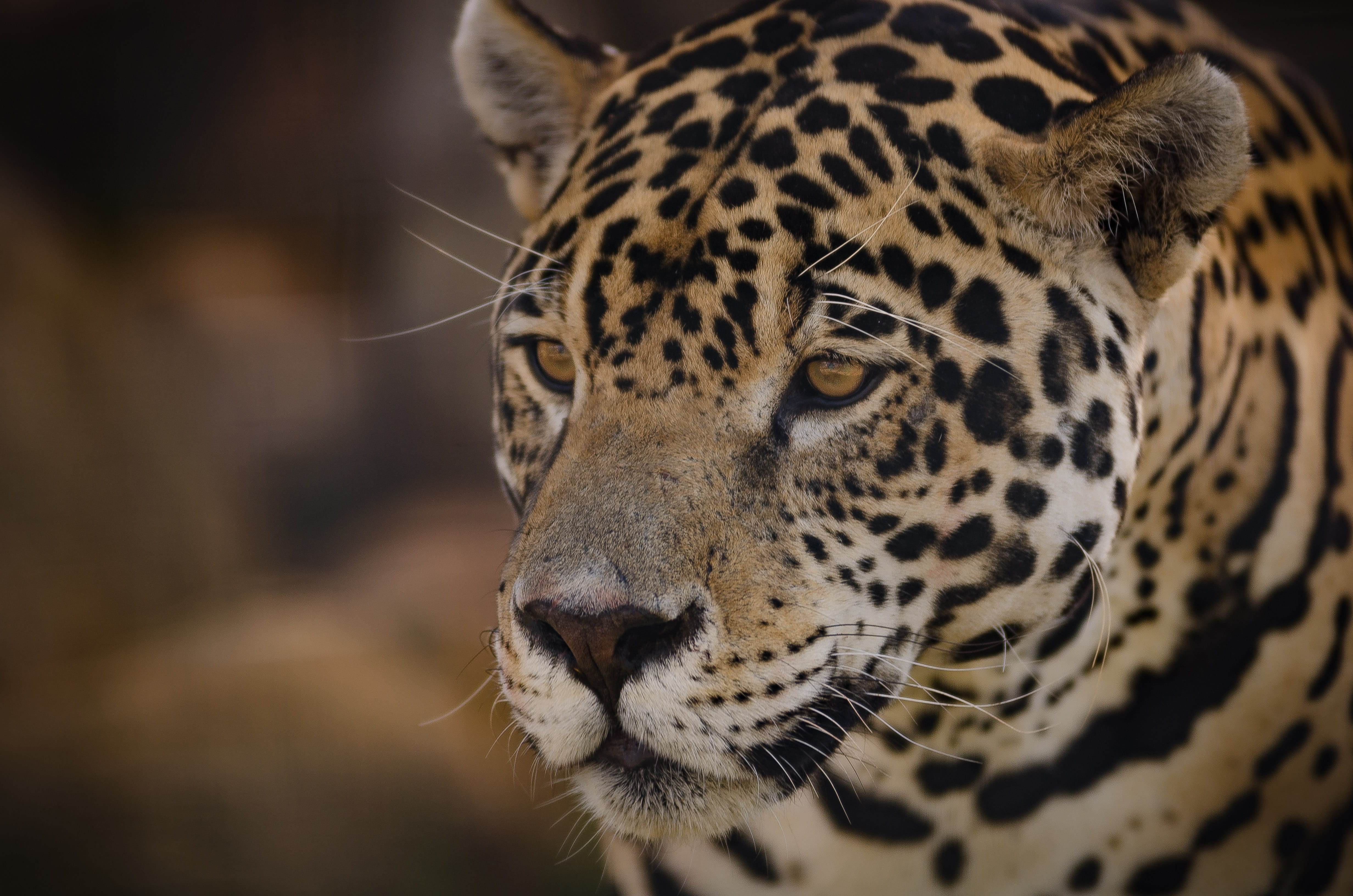 undomesticated cat, looking away, cat, jaguar, animal themes, feline, big cat, 4K, panthera onca, animal body part, animal, eyes, animal eye, spotted, HD Wallpaper