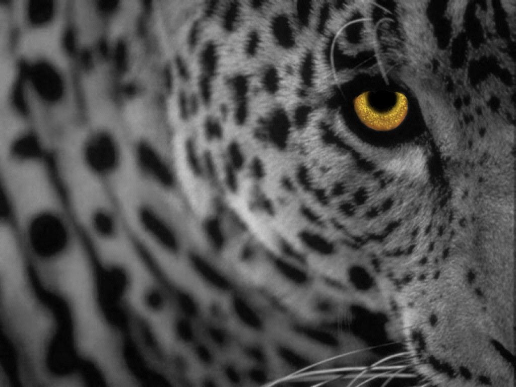 cats, white, spots, 480P, big, art, Leopard, Yellow, panthera, big cats, animals, hd, HD Wallpaper