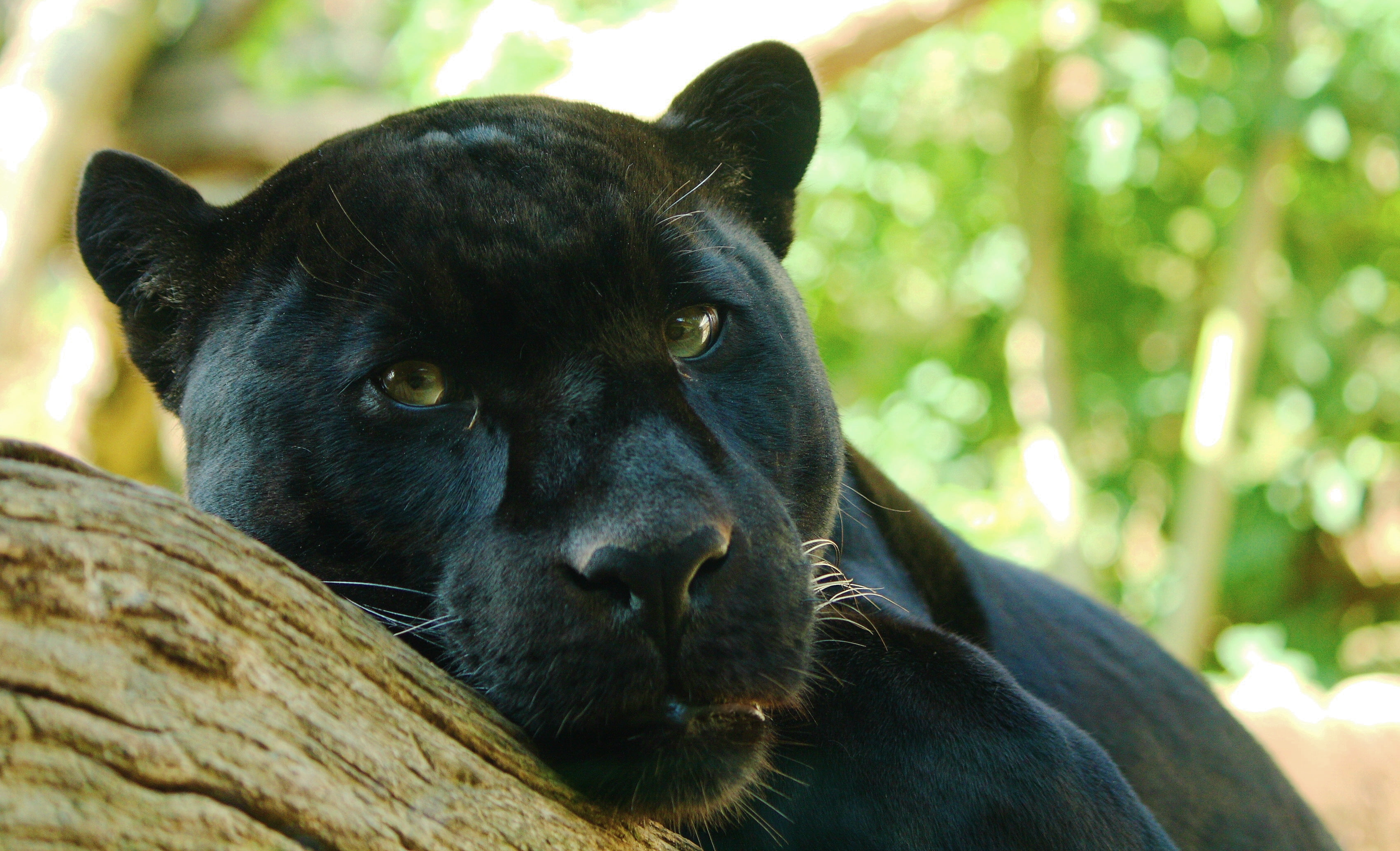 predator, tree, look, watching, Panther, lies, Jaguar, 2K, Panthera onca, HD Wallpaper