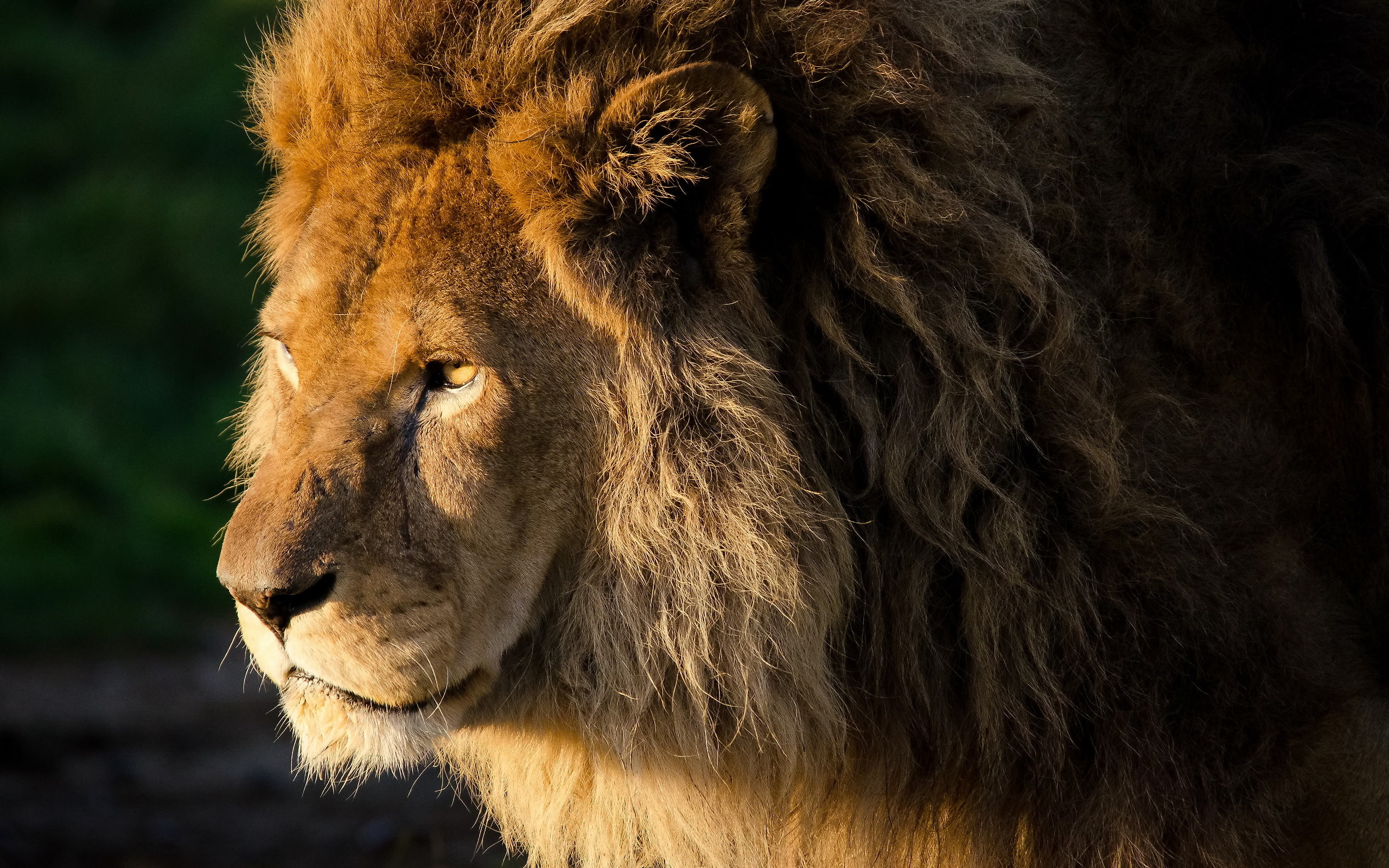 animal wildlife, animal themes, cat, mane, animal head, brown, panthera leo, lioness, look, one animal, face, no people, vertebrate, animal, curls, looking away, HD Wallpaper