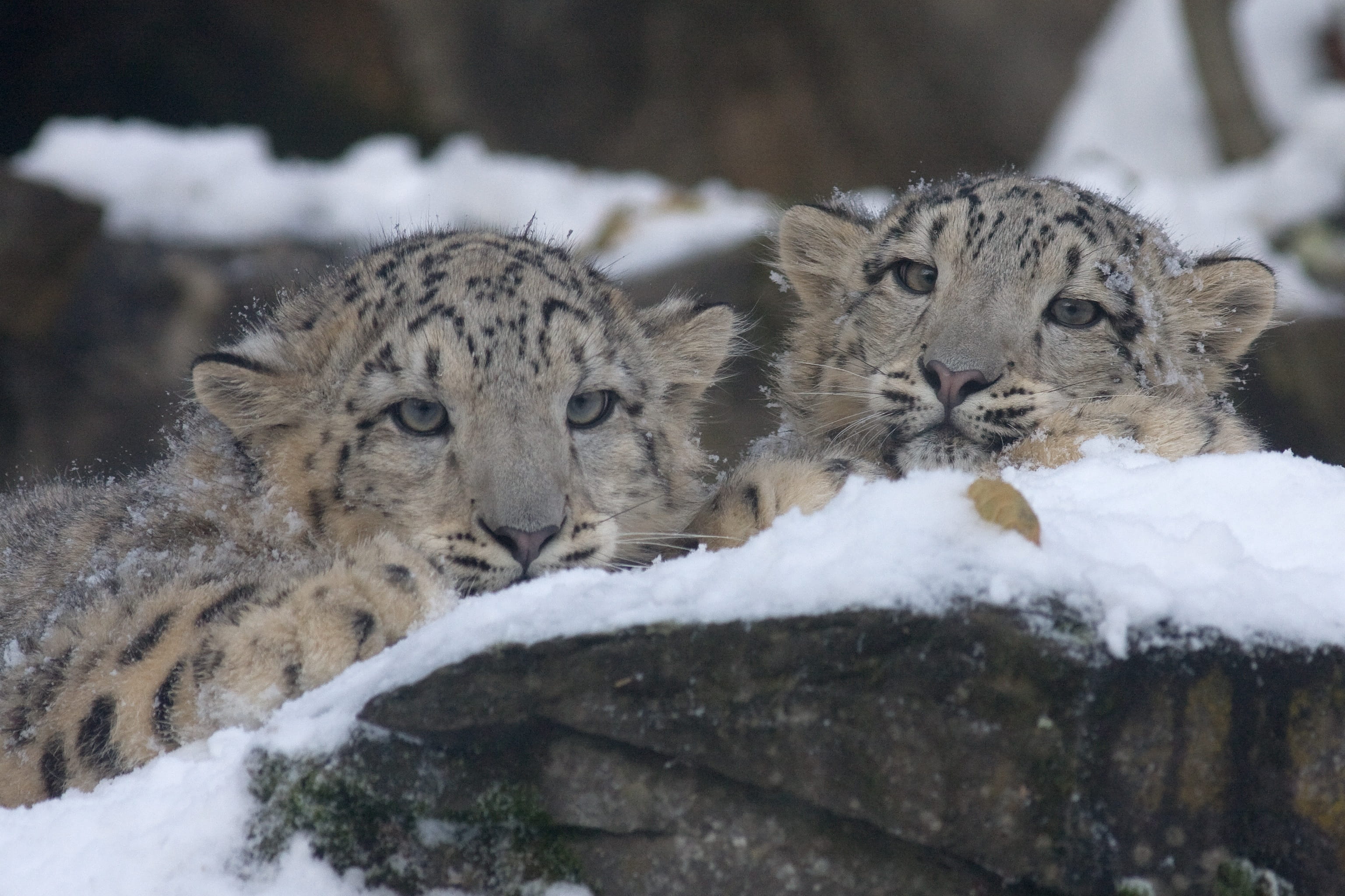 day, big Cat, white, animal, vertebrate, cub, undomesticated Cat, cat, relaxation, animals In The Wild, nature, young animal, snow, lying, daytime, danger, HD Wallpaper