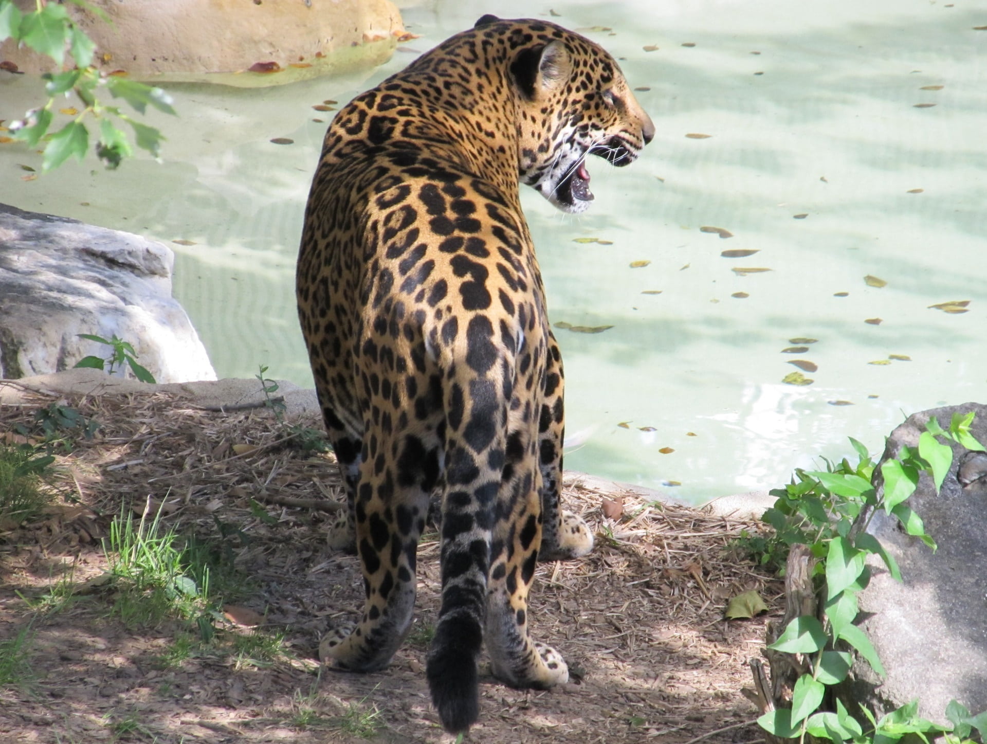 carnivora, big cat, wildlife, near threatened, animal wildlife, looking, vertebrate, predator, panthera onca, land, captivity, hunter, cat, safari animals, HD Wallpaper