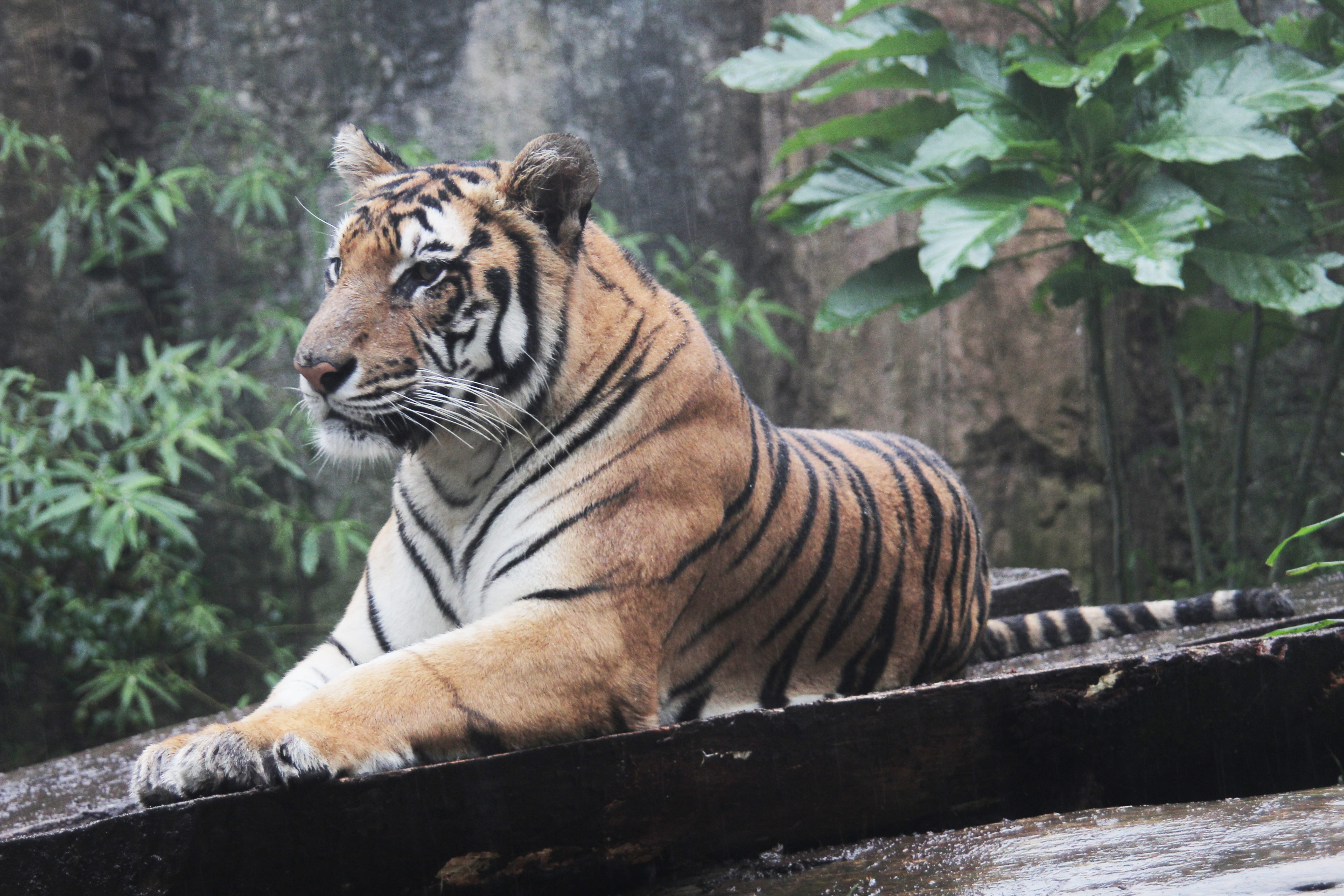 wild, day, big cat, one animal, striped, sumatran, feline, zoo, animal, panthera, predator, wildlife, tigris, tree, no people, nature, 5K, cat, outdoors, HD Wallpaper