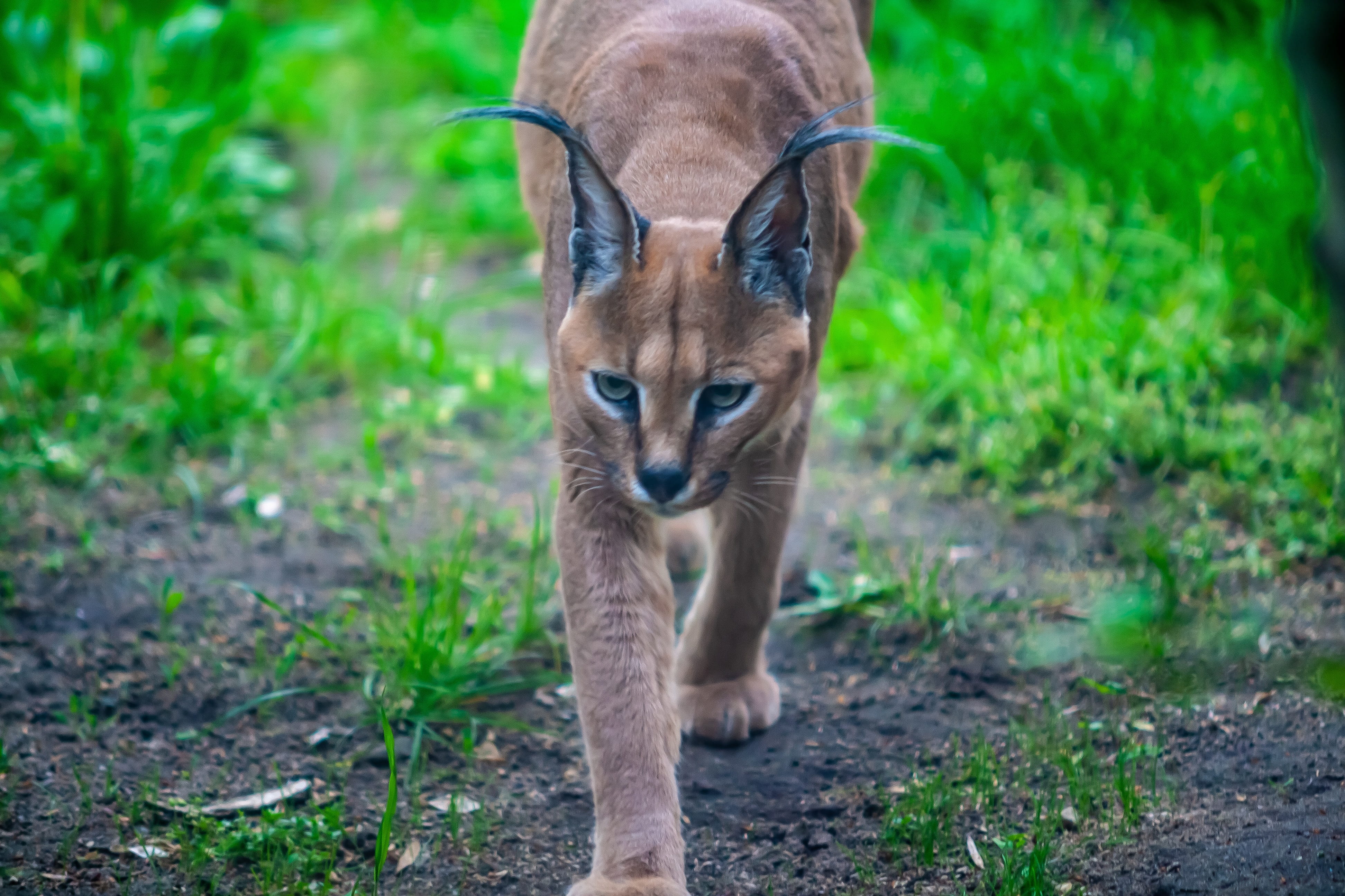 cat, vertebrate, no people, domestic animals, stalking, focus on foreground, grass, animal, feline, looking at camera, mammal, outdoors, 4K, portrait, HD Wallpaper