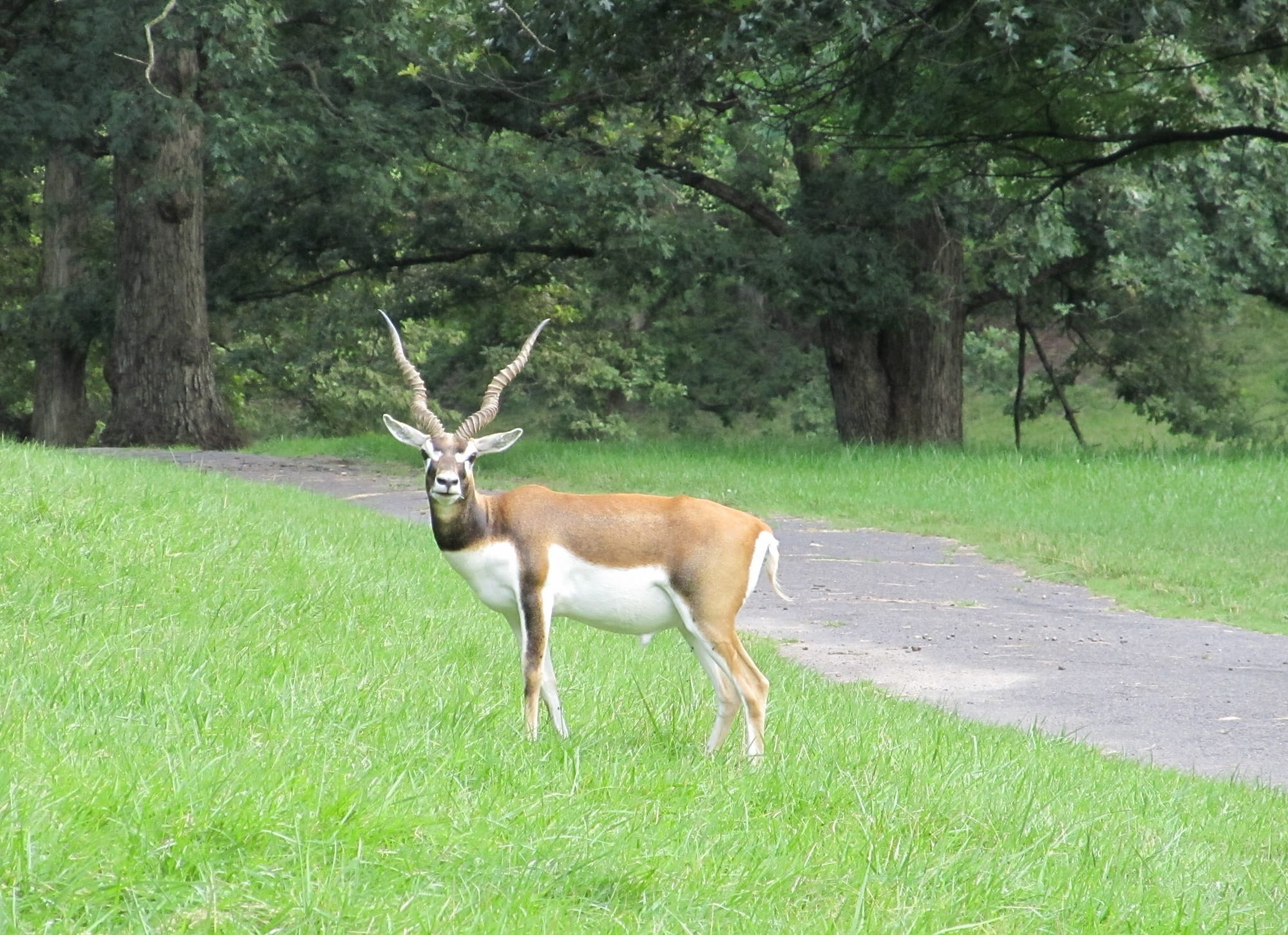 no people, animals in the wild, mammal, antler, exotic, day, antelope, green color, animal, tree, vertebrate, conservation, enclosure, game, grass, field, HD Wallpaper