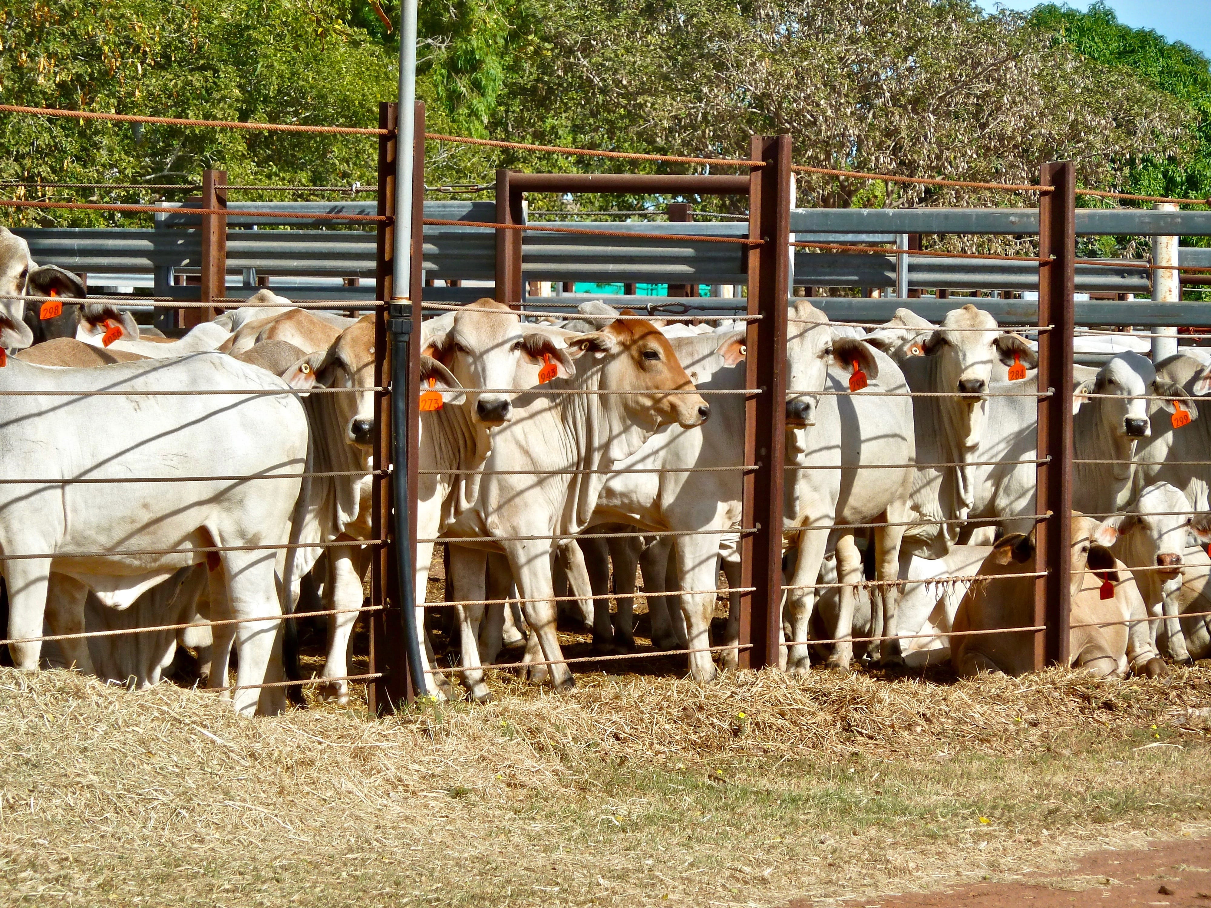 mammal, group of animals, animal themes, cattle, domestic, enclosure, feed lot, day, herbivorous, no people, animal, plant, medium group of animals, boundary, HD Wallpaper