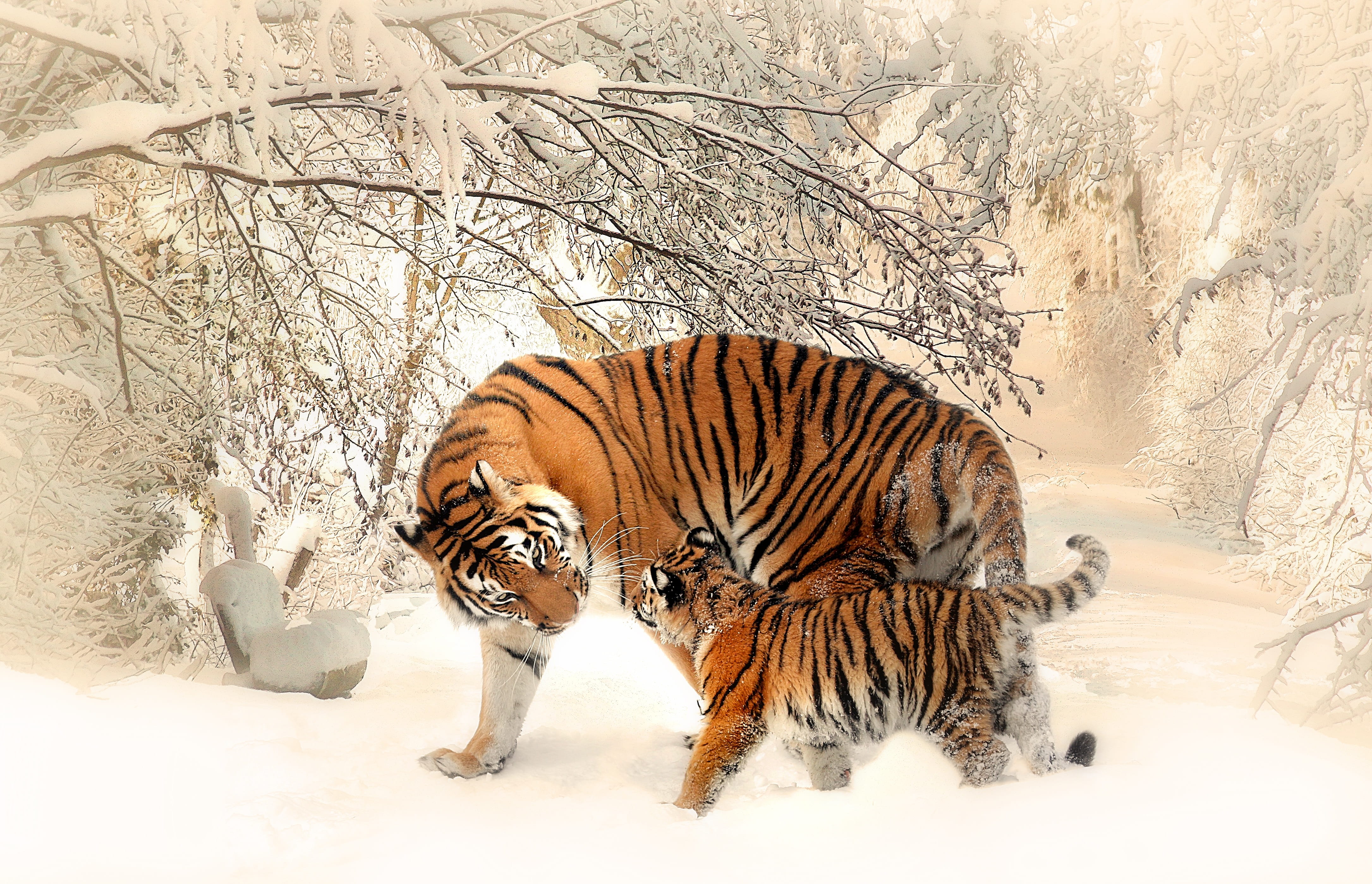 no people, mammal, covered, outdoor, panthera tigris altaica, standing, animal, family, play, tiger, near, one animal, cold temperature, snowing, orange, HD Wallpaper